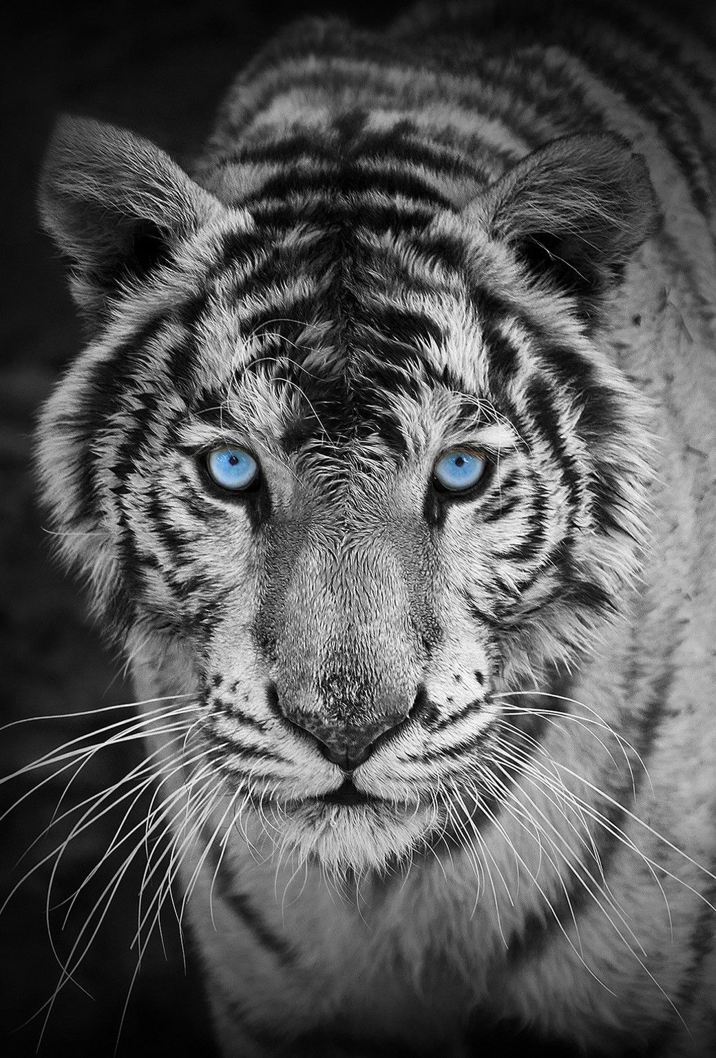 10 Wild Animals Wallpapers For The Iphone 6 - White Tiger Wallpaper Iphone - HD Wallpaper 