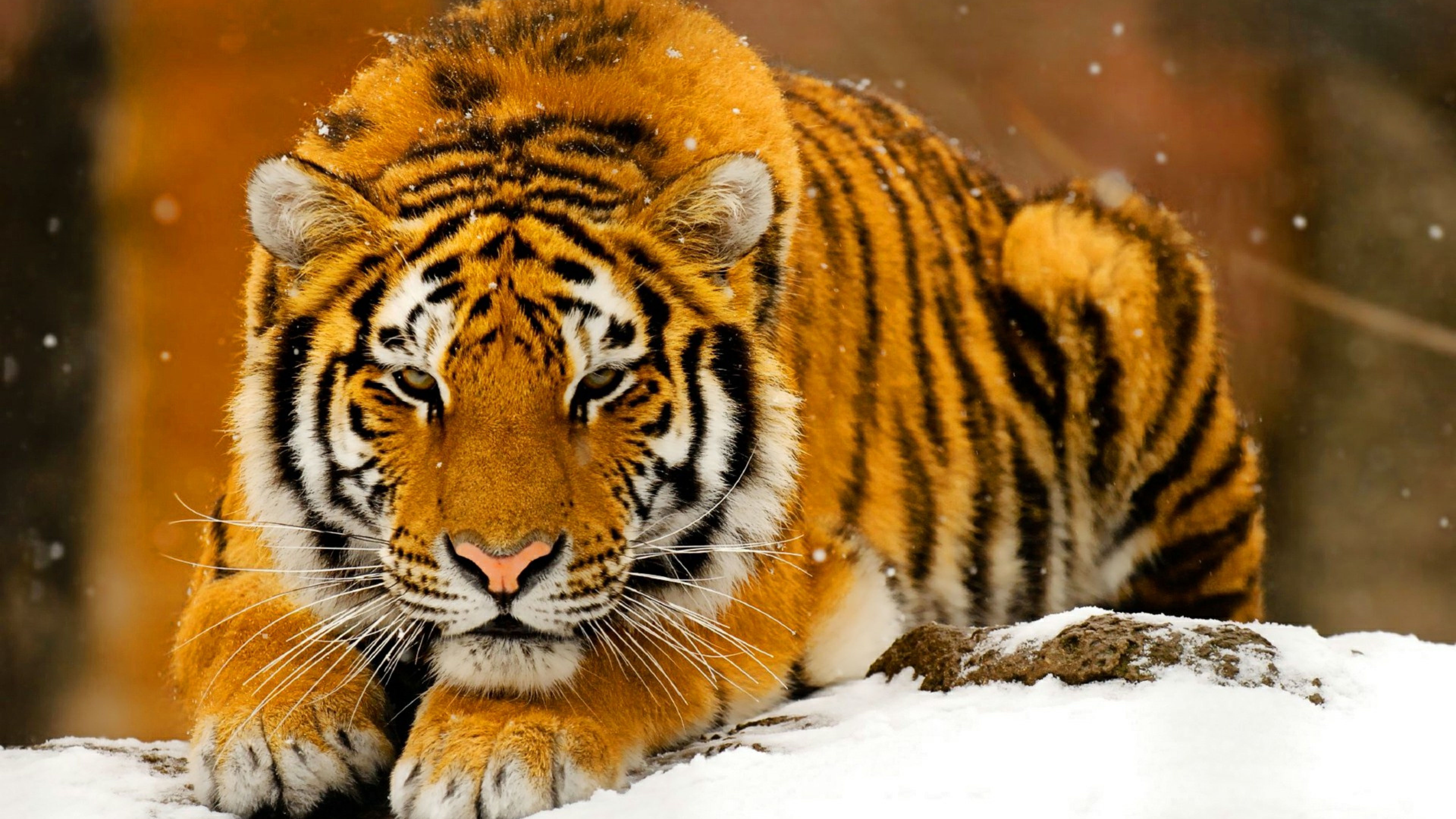 Ultra Hd Animal Wallpapers 8k 
 Data-src /full/675154 - Tiger Animal Wallpapers Hd - HD Wallpaper 