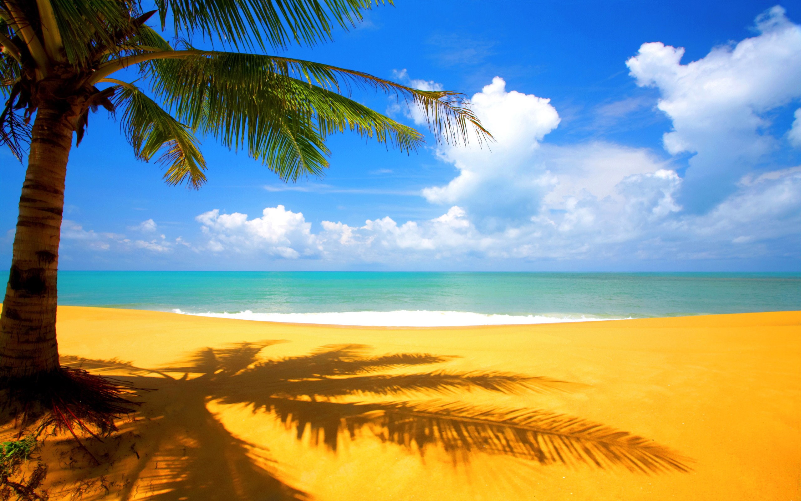 Hawaiian Background - HD Wallpaper 