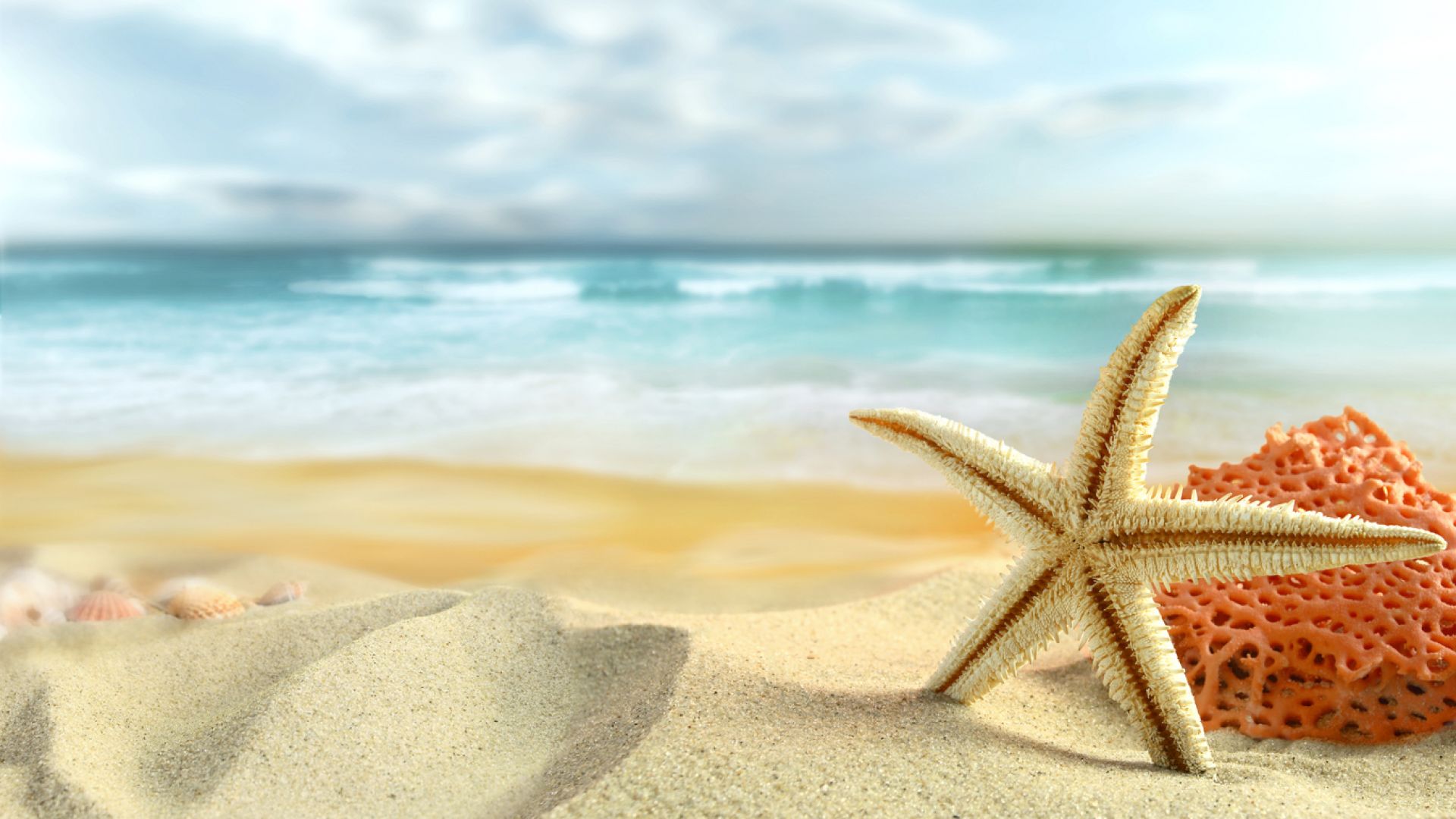 Sea Starfish Wallpaper - HD Wallpaper 