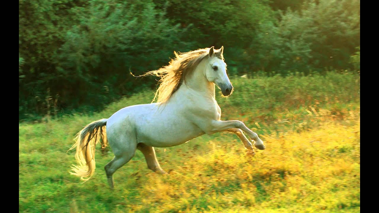 Animals Wallpaper Hd 3d - HD Wallpaper 