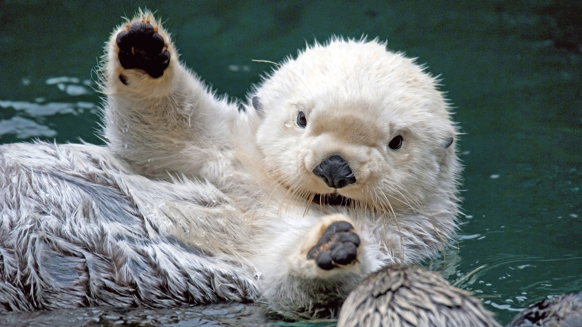 Animal Wallpaper - 1920x1080 Wallpaper Animal Wallpaper - 1920x1080 Wallpaper