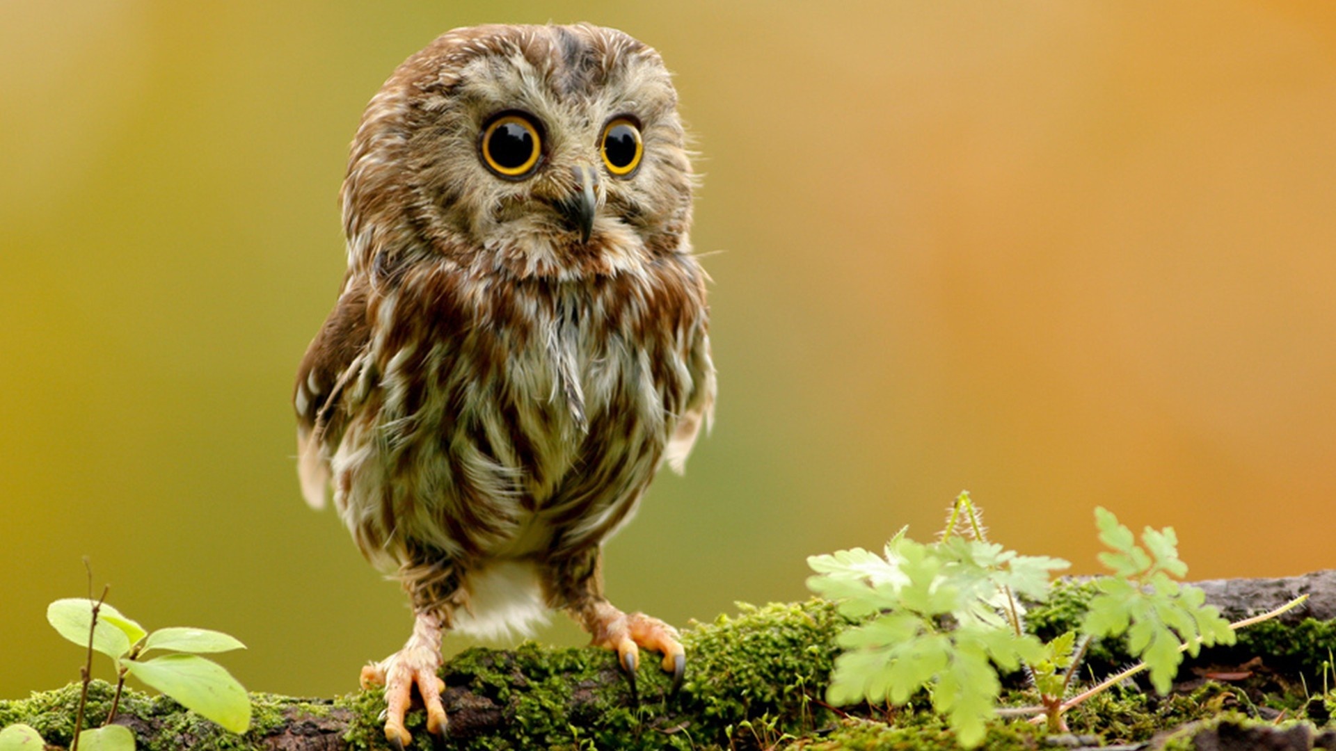 Hd Photography Of Animals - 1920x1080 Wallpaper Hd Photography Of Animals - 1920x1080 Wallpaper