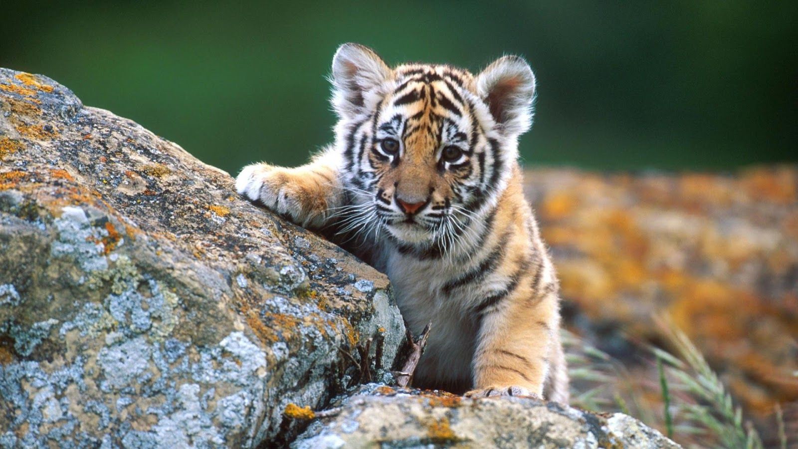 Baby Wallpaper Animals - HD Wallpaper 