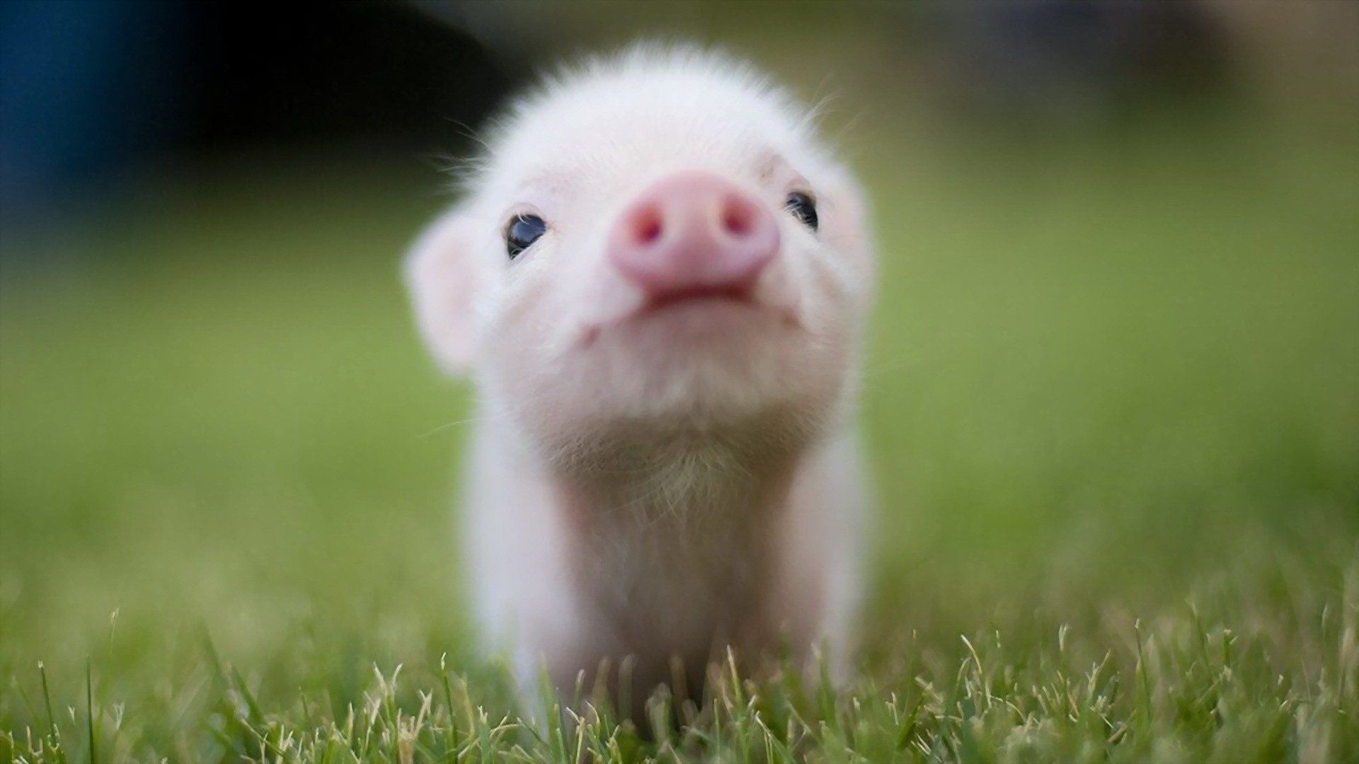 1382 Baby Animal Hd Wallpapers - Pig Background - HD Wallpaper 