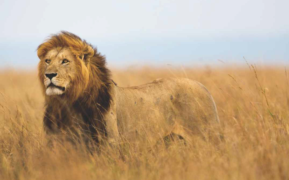 Lion In The Jungle Wallpapers - Lion Hunting - HD Wallpaper 