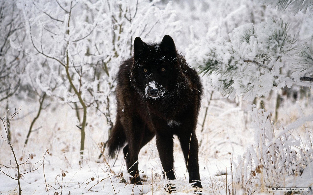 Lovely Animal Wallpaper <3 - Cute Black Wolf - HD Wallpaper 