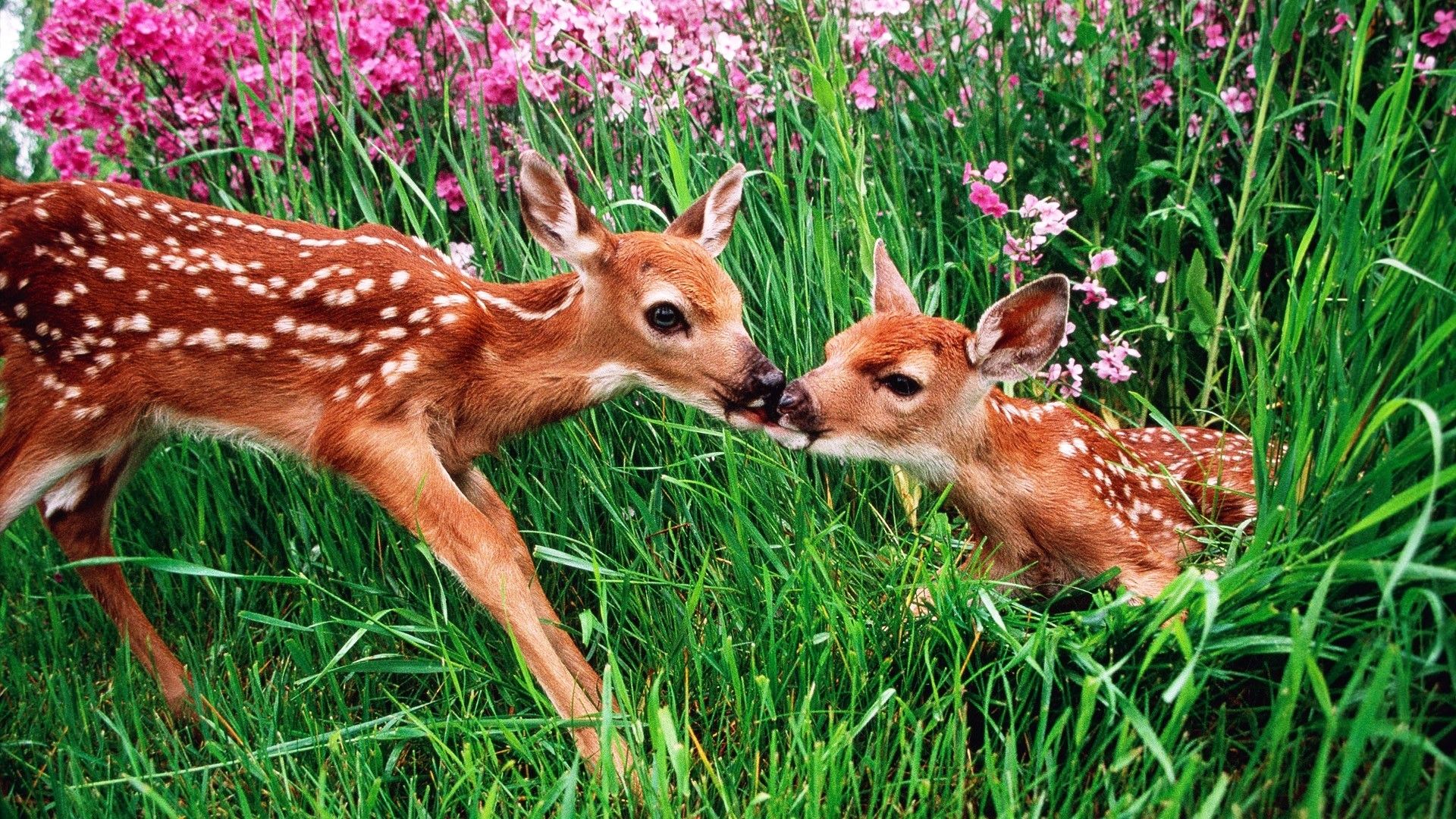 Spring Animal Wallpaper For Desktop 
 Data-src /full/363898 - Deer In A Meadow - HD Wallpaper 