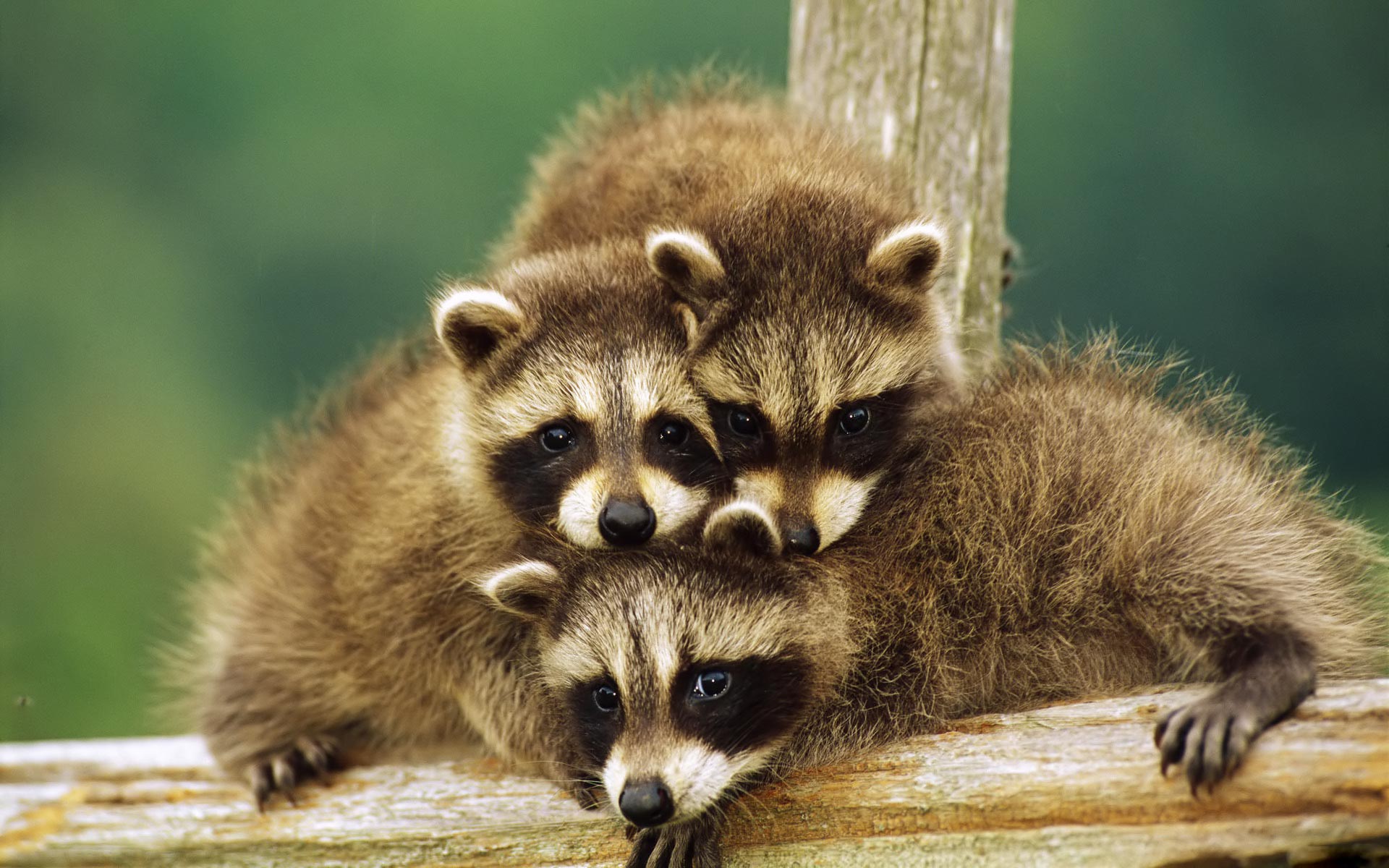 Cute Raccoon Baby - HD Wallpaper 