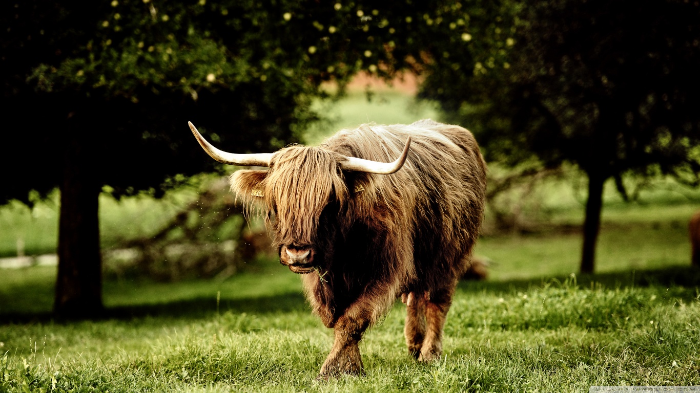 Animals Full Hd - 1366x768 Wallpaper Animals Full Hd - 1366x768 Wallpaper