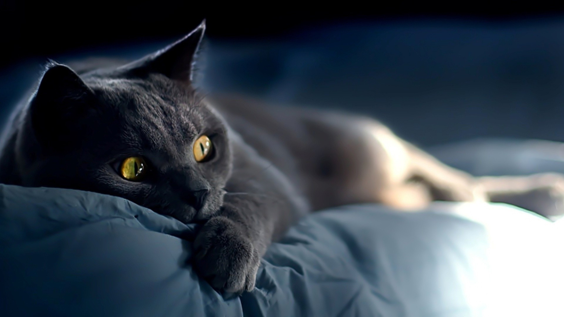 Full Hd Animals - 1920x1080 Wallpaper Full Hd Animals - 1920x1080 Wallpaper