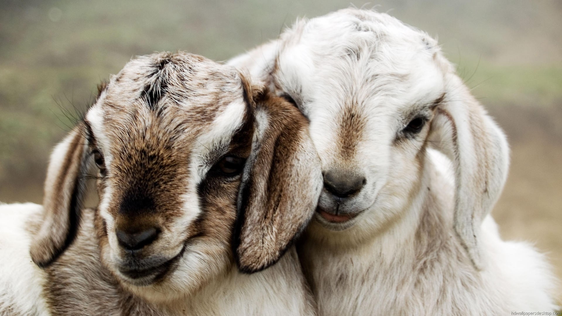 Free Hd Animal Wallpaper - Full Hd Animals Wallpapers 1080p - 1920x1080 Wallpaper Free Hd Animal Wallpaper - Full Hd Animals Wallpapers 1080p - 1920x1080 Wallpaper
