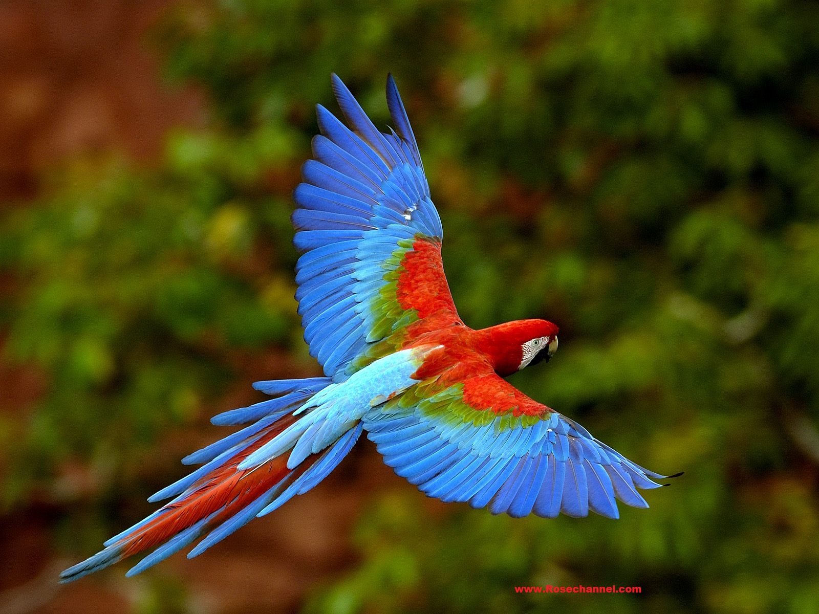 Free Animal Wallpaper - Beautiful Bird - HD Wallpaper 