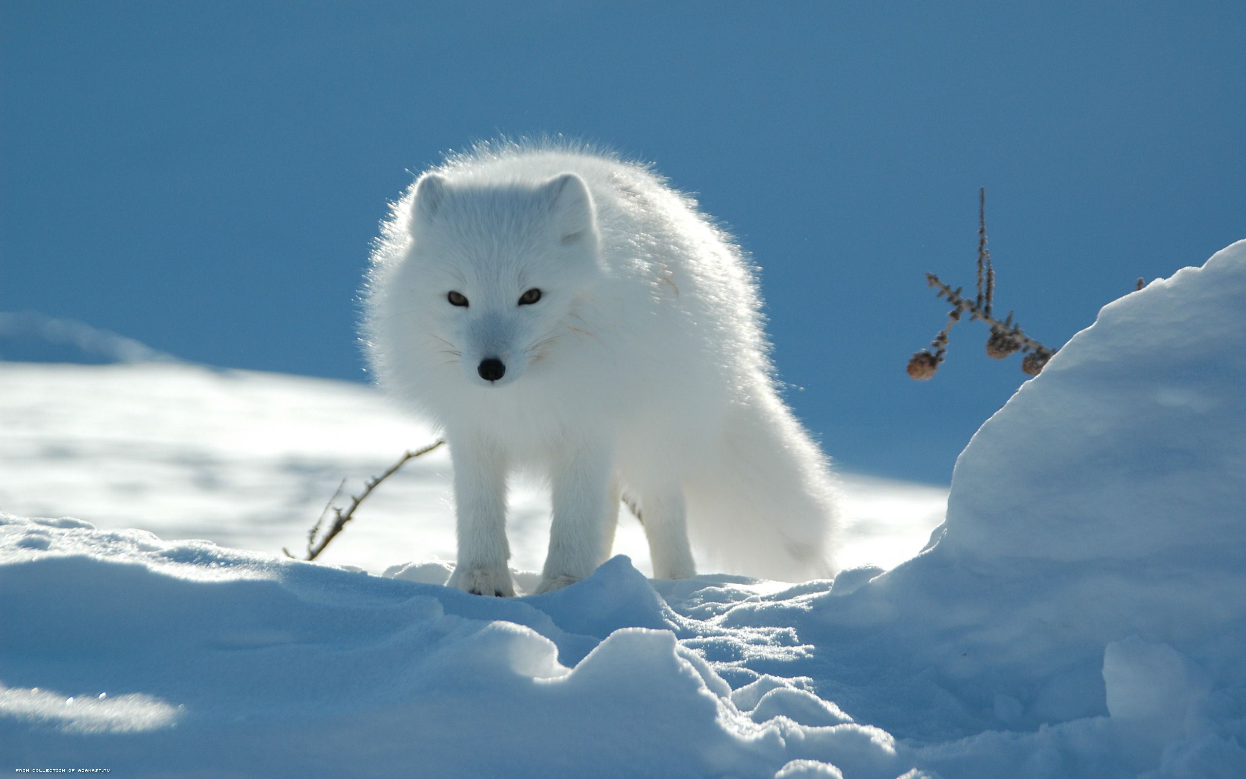 Arctic Fox - HD Wallpaper 