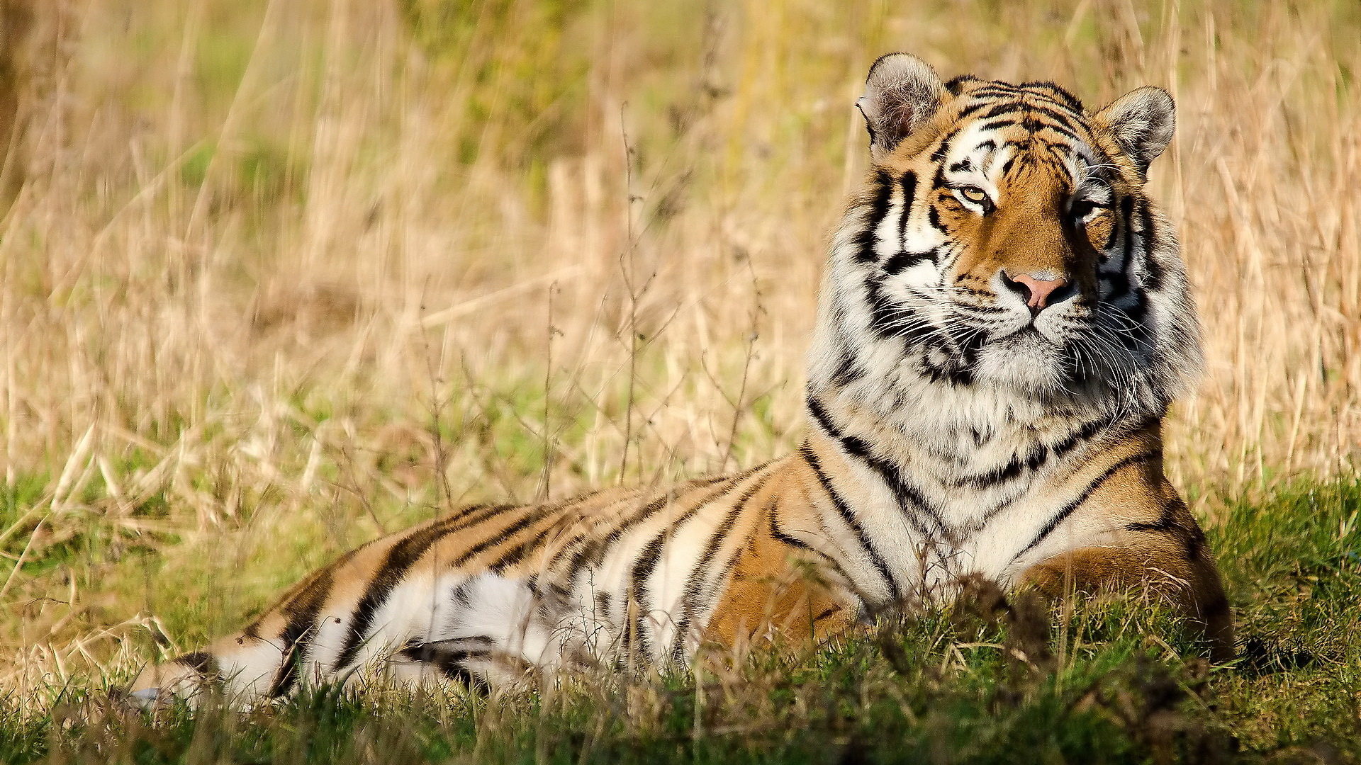 Animal Wallpapers - HD Wallpaper 