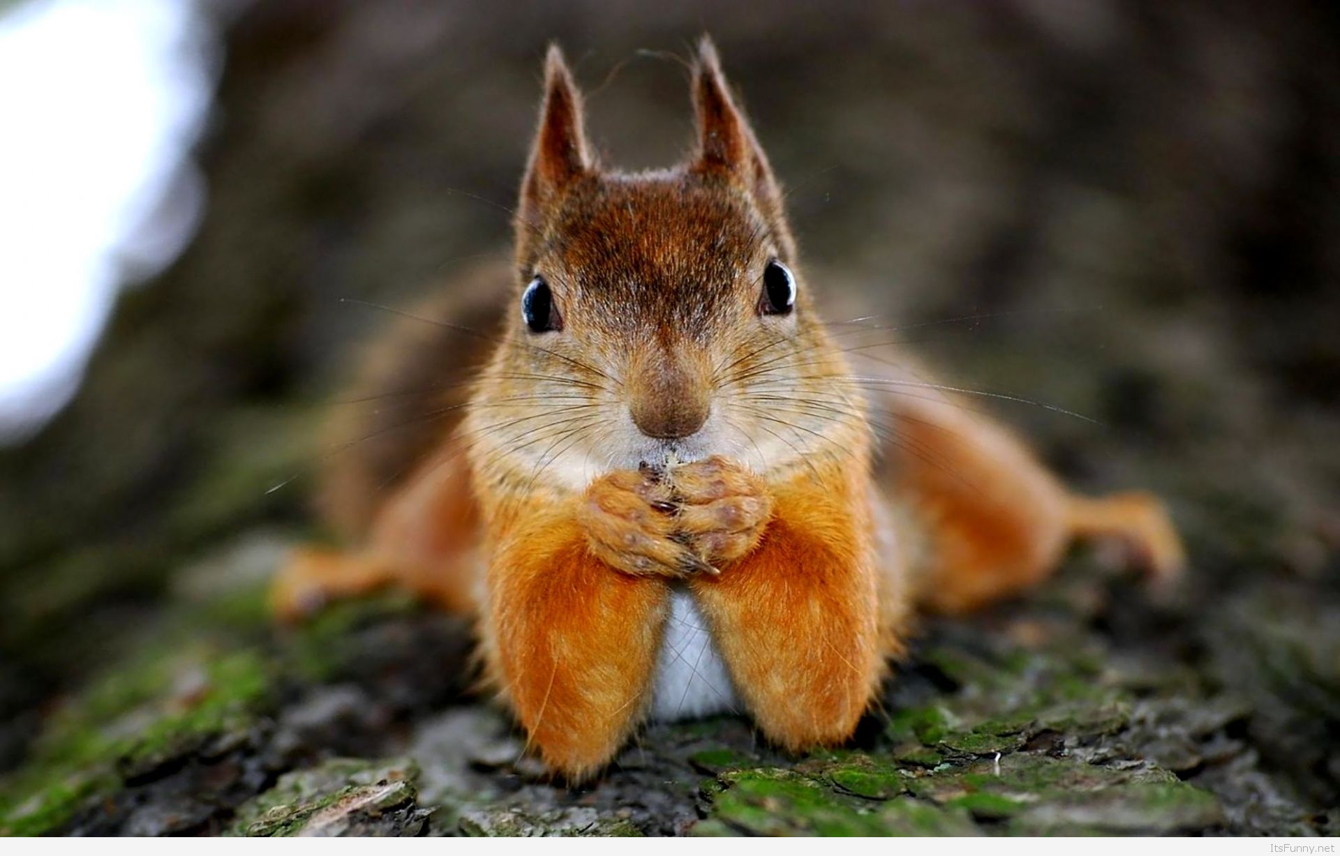 Squirrel Funny Animal Wallpaper - Funny Wallpaper Animal - HD Wallpaper 