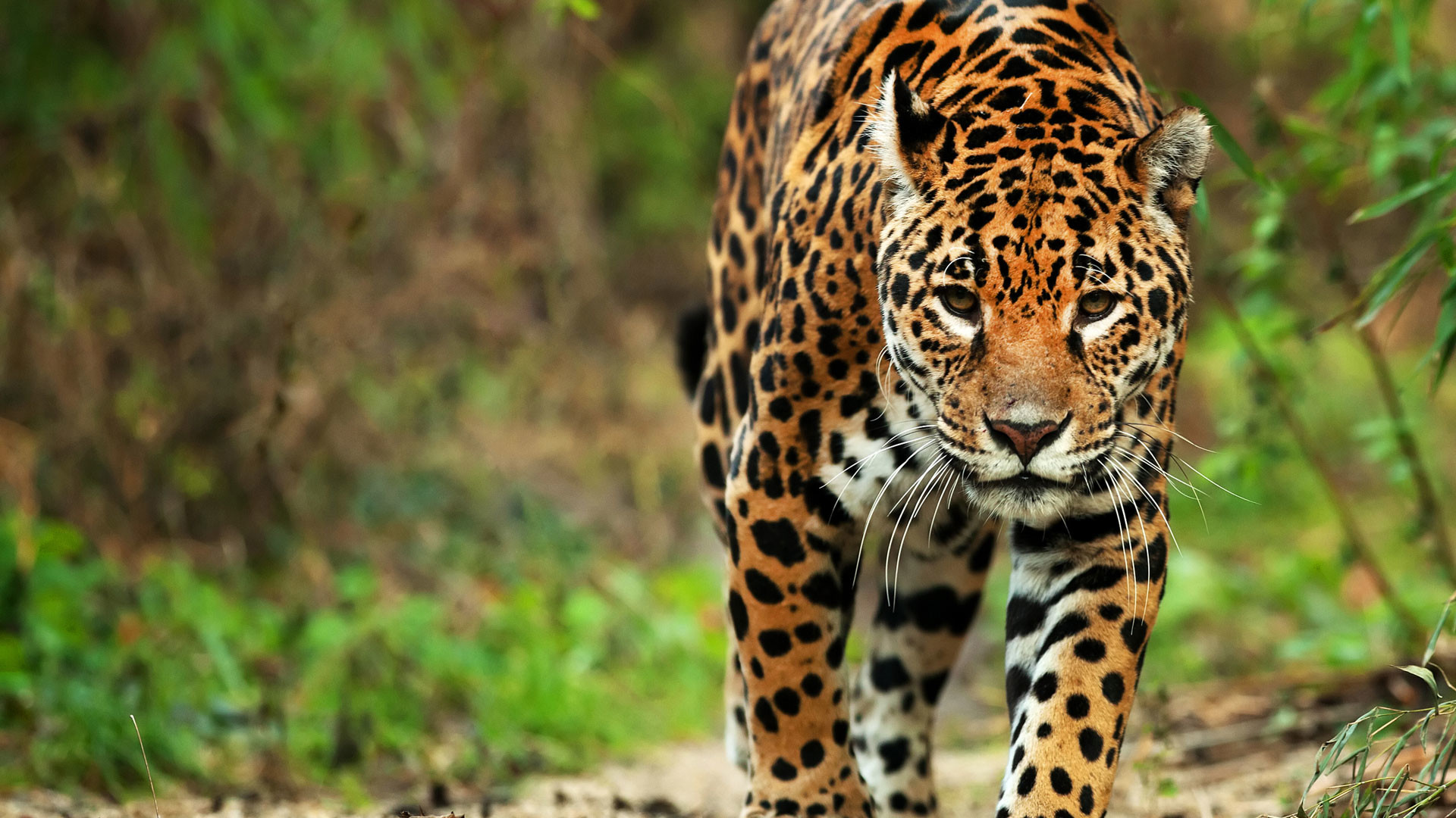 1920x1080, Jaguar - Jaguar Brazilian - HD Wallpaper 