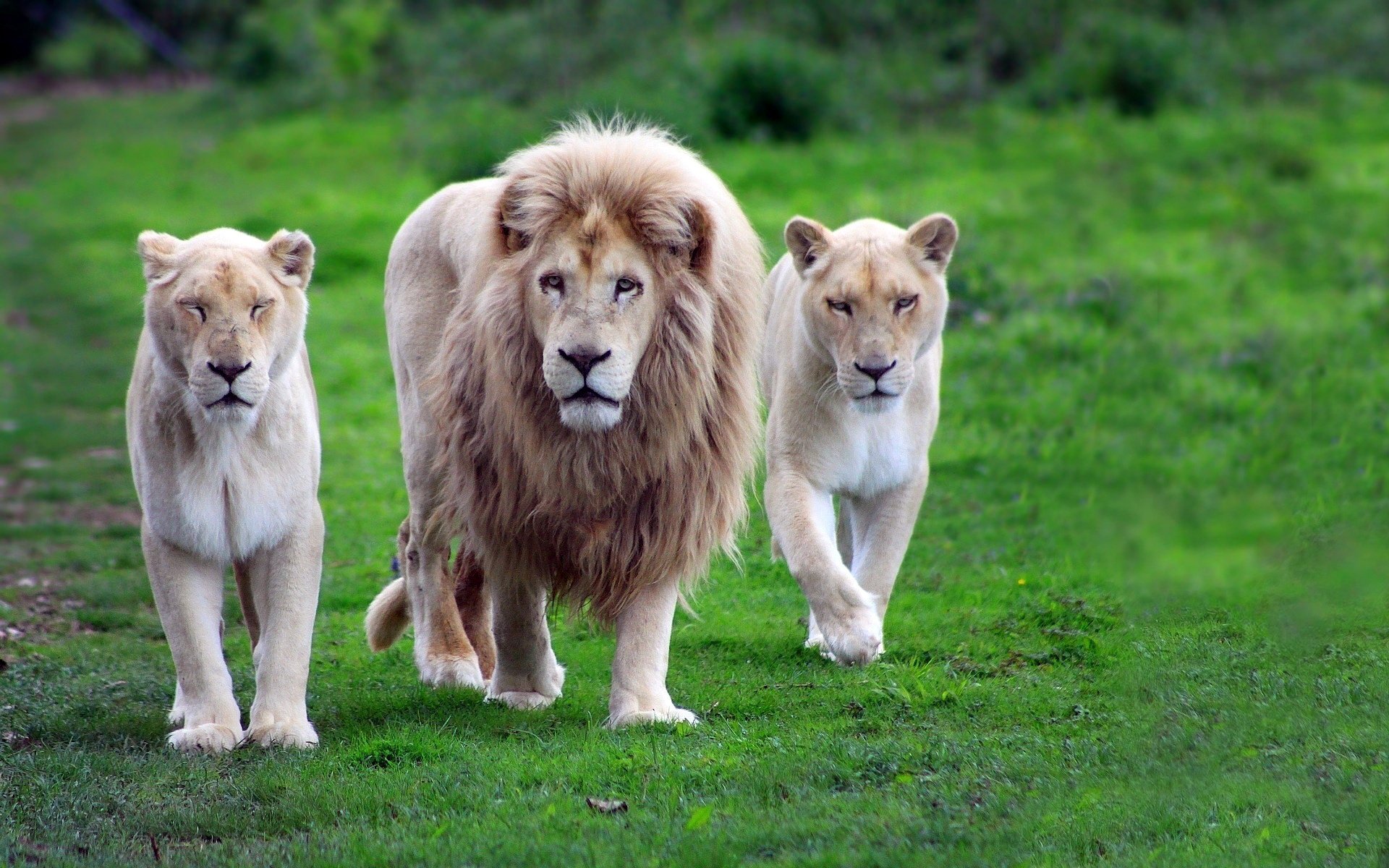 High Resolution Wallpaper - Two Lionesses And One Lion - HD Wallpaper 