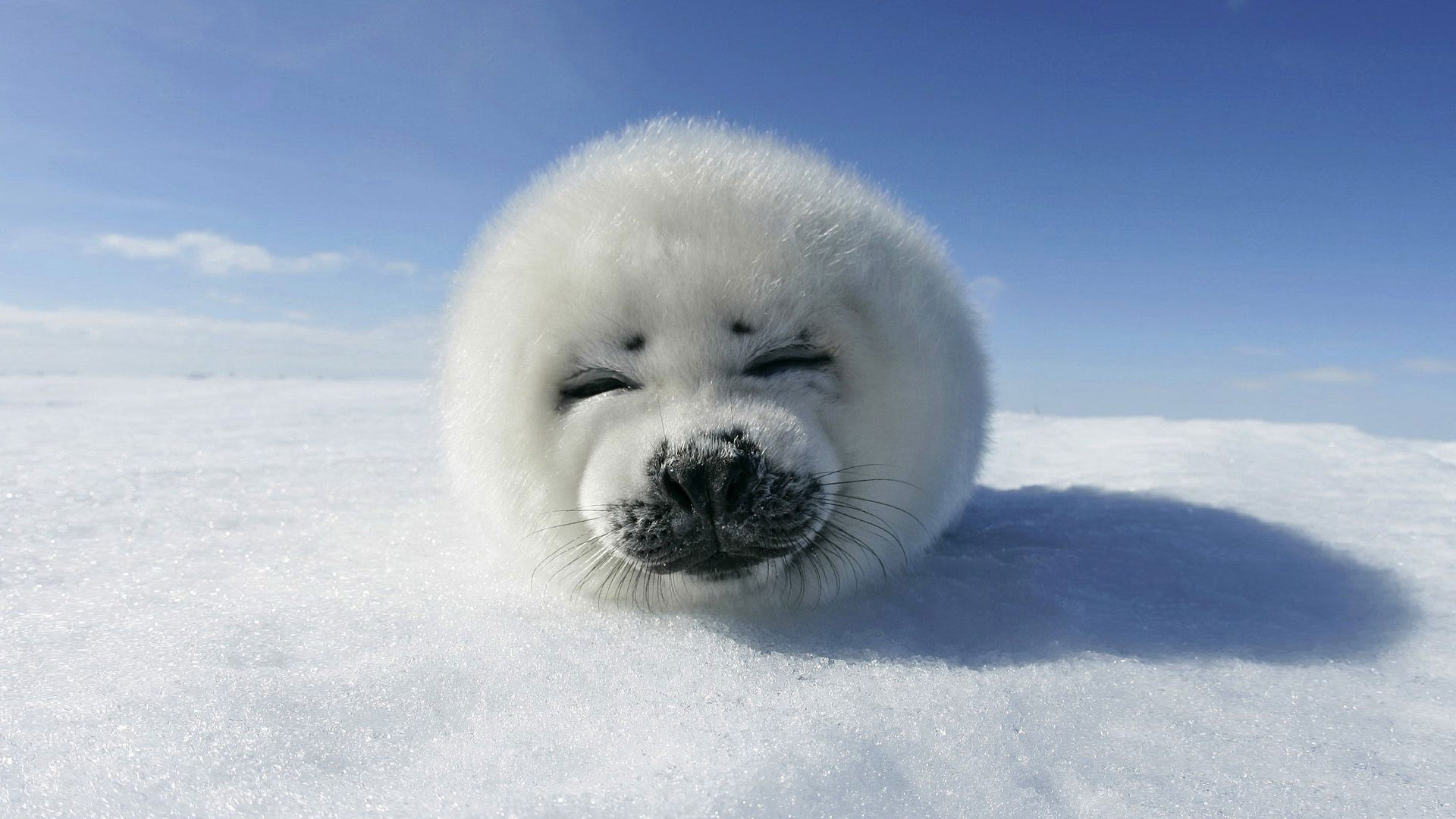 Cute Animal Wallpaper - 1920x1080 Wallpaper Cute Animal Wallpaper - 1920x1080 Wallpaper