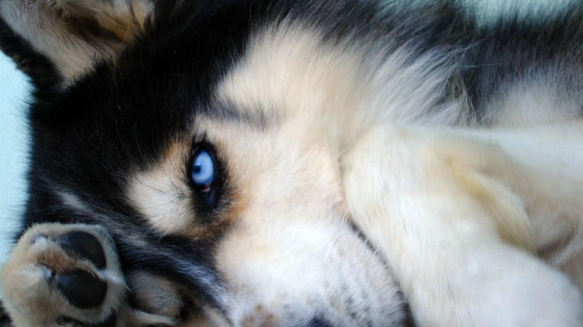 Jaguars Animals Wallpaper - Siberian Husky - HD Wallpaper 