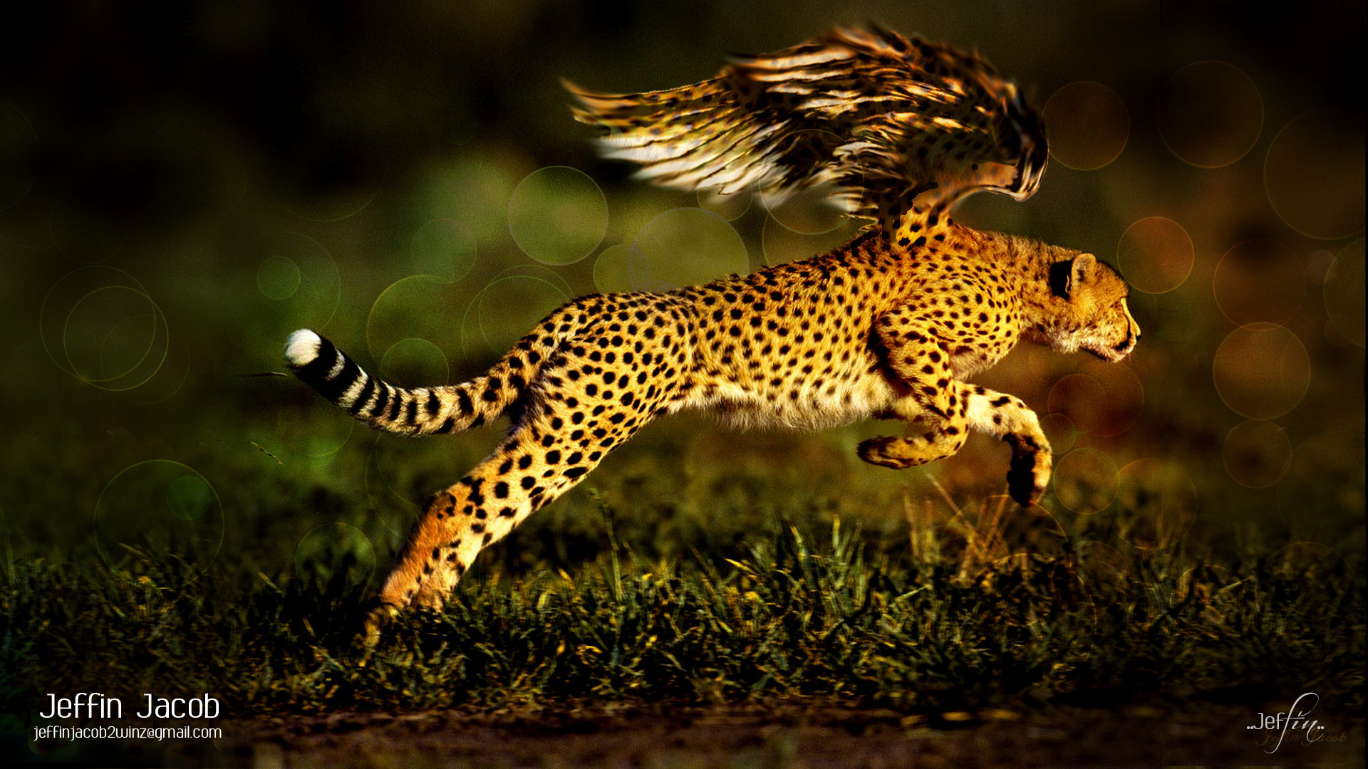 High Resolution Unusual Animal Wallpaper Full Size - Ultra Hd Cheetah Hd - HD Wallpaper 