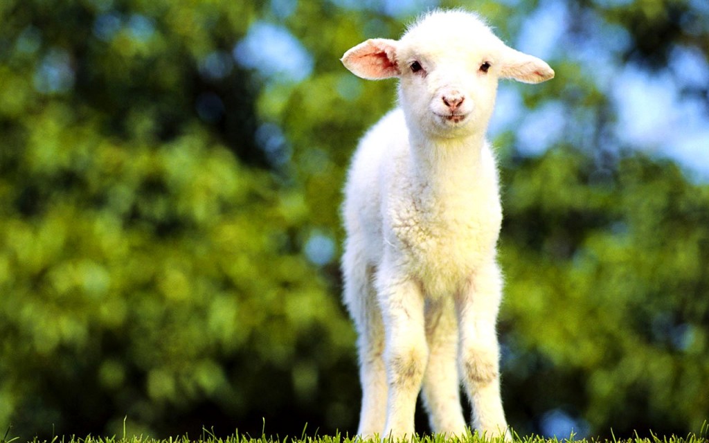 Cute Animal Wallpapers For Desktop - Cute White Baby Goats - HD Wallpaper 