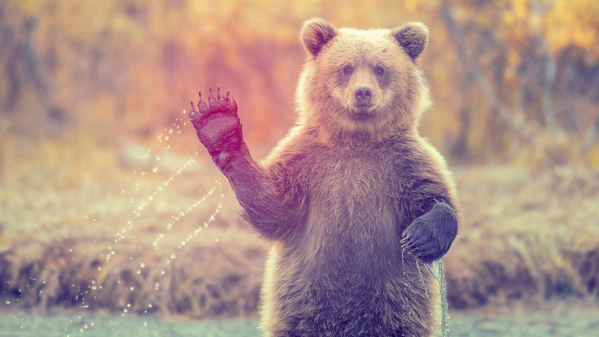 Bear - Desktop Wallpapers Good Vibes - HD Wallpaper 
