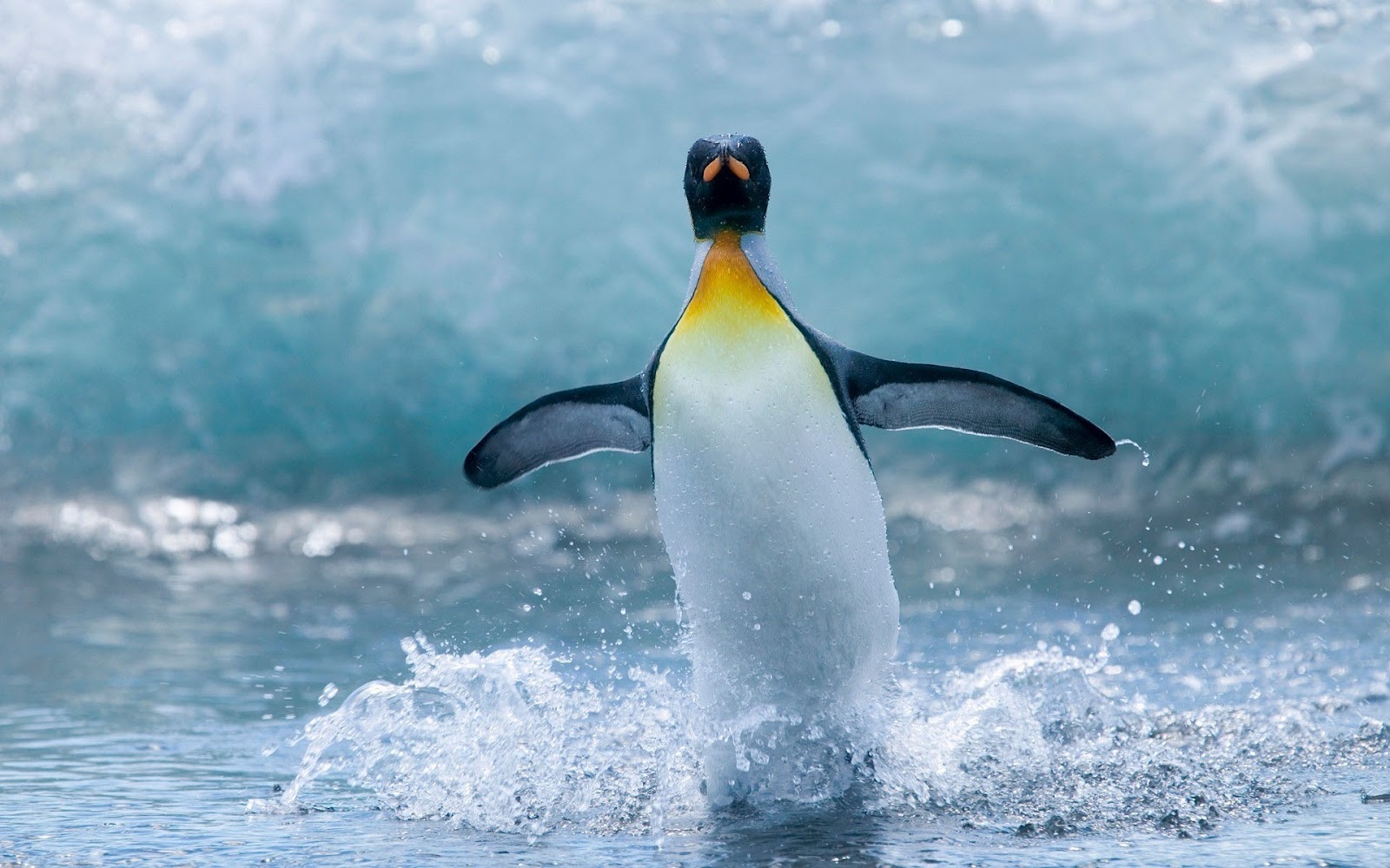 Funny Animal Wallpaper With A Picture Of A Water Skiing - Water Animals Images Hd - HD Wallpaper 