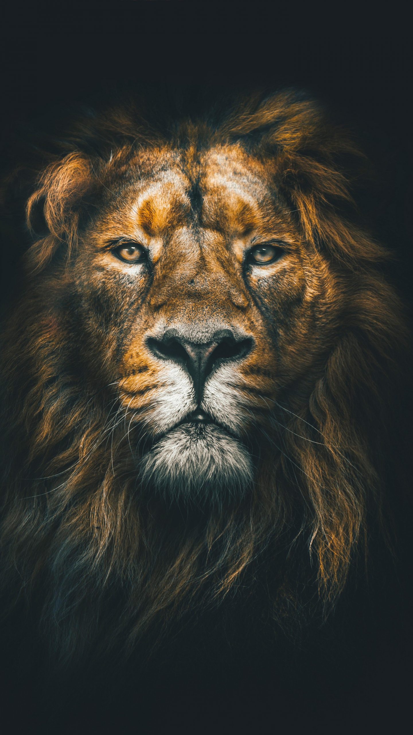 Lion Wallpaper 4k - HD Wallpaper 