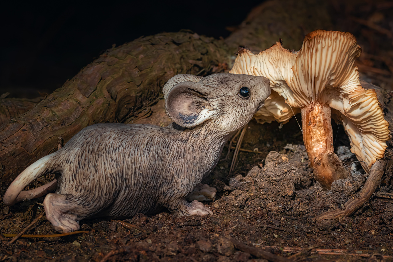 Armadillo - HD Wallpaper 