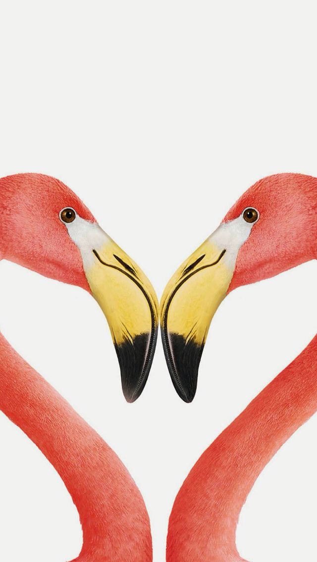 Animals Wallpaper Iphone - Flamingos Forming A Heart - HD Wallpaper 