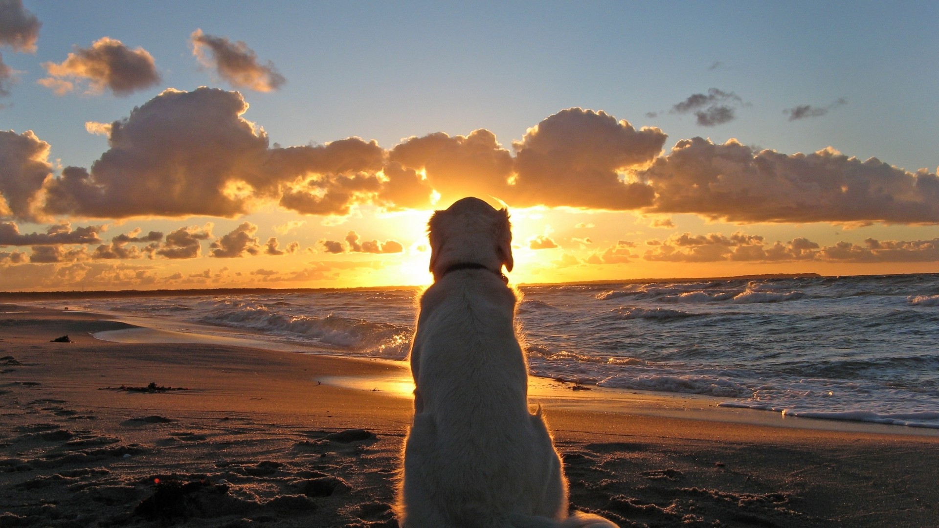 Beach Sunset Wallpaper Photo - Dog Looking At Sun - HD Wallpaper 