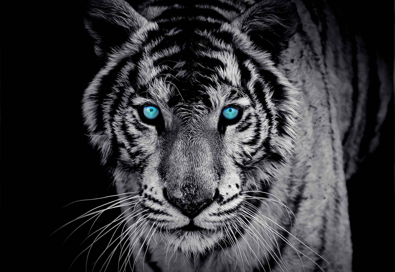 Tiger Animal Wallpaper Mural - Black White Tiger - HD Wallpaper 