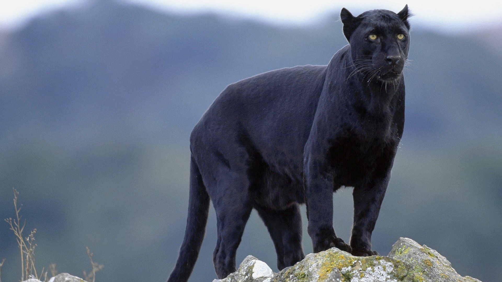 99 Black Panther Hd Wallpapers - Animal Black Panther - HD Wallpaper 