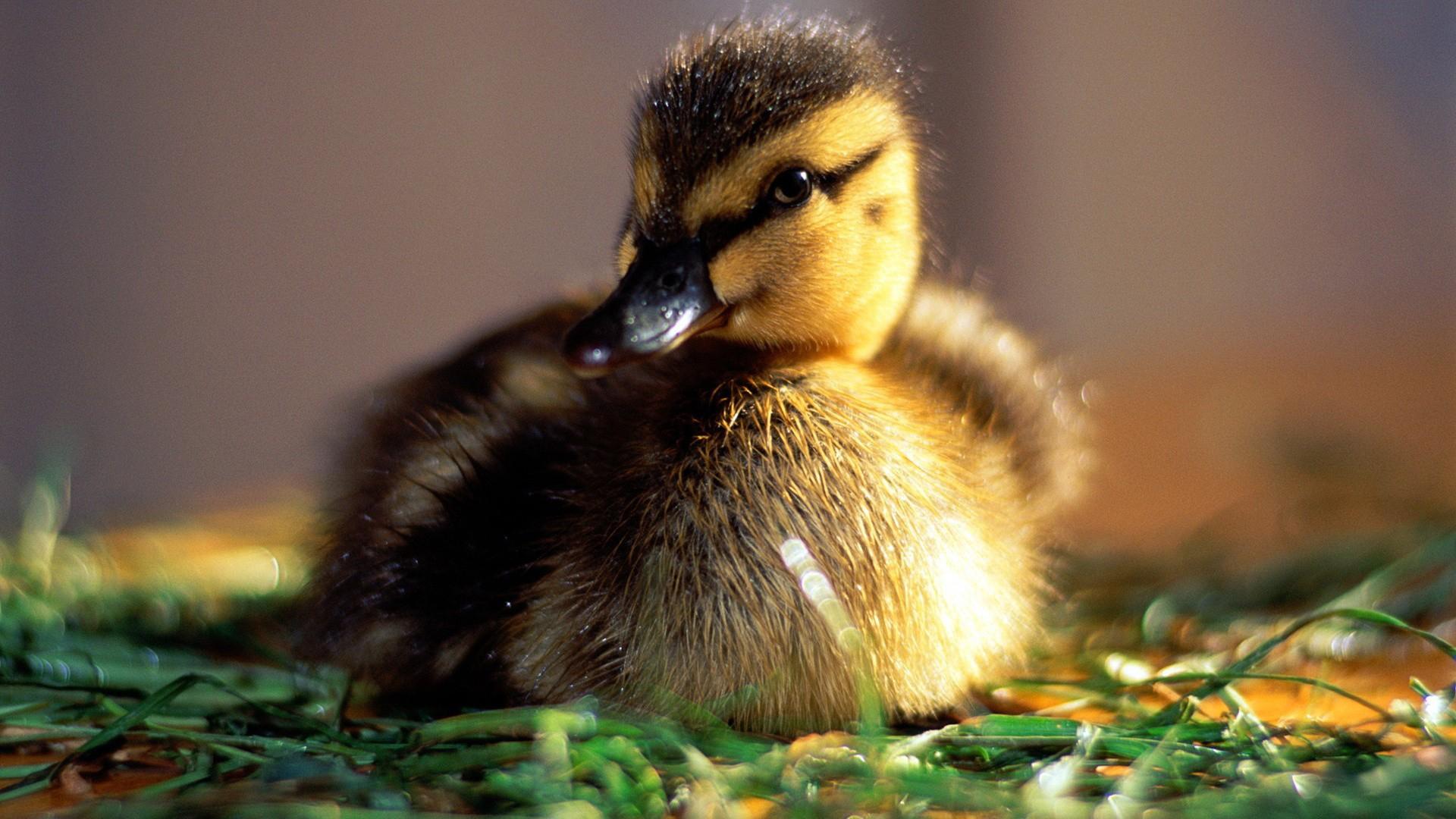 Baby Animal Wallpaper - HD Wallpaper 