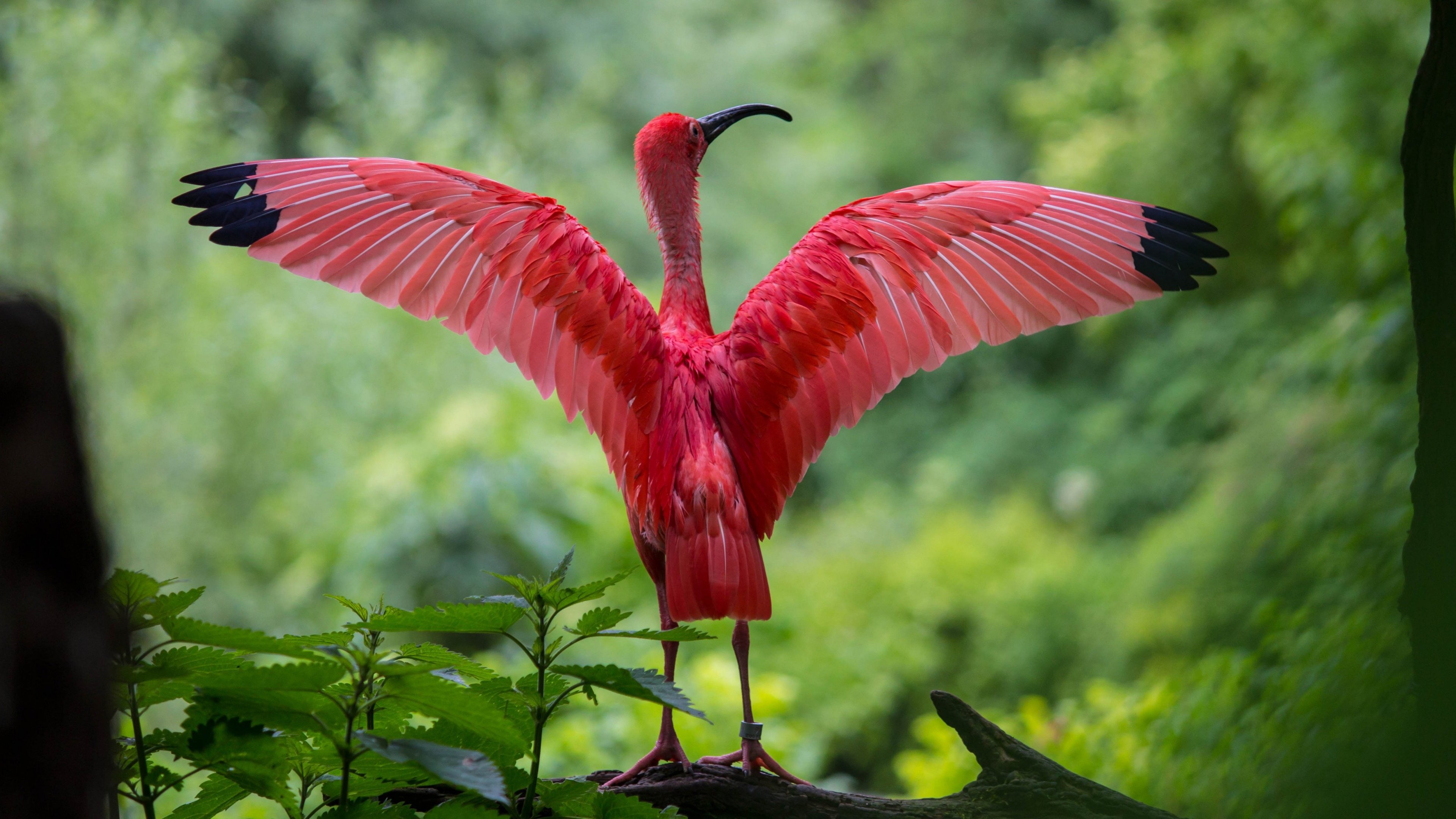 Red Ibis - HD Wallpaper 