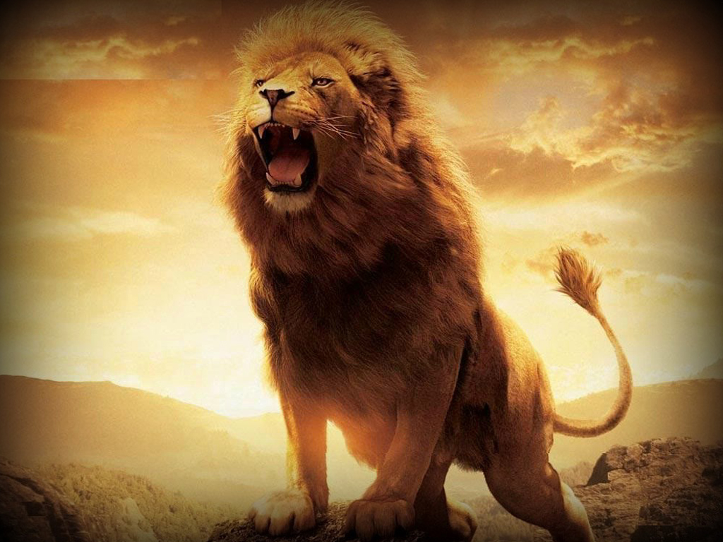 Lion Images Hd Download Free - HD Wallpaper 