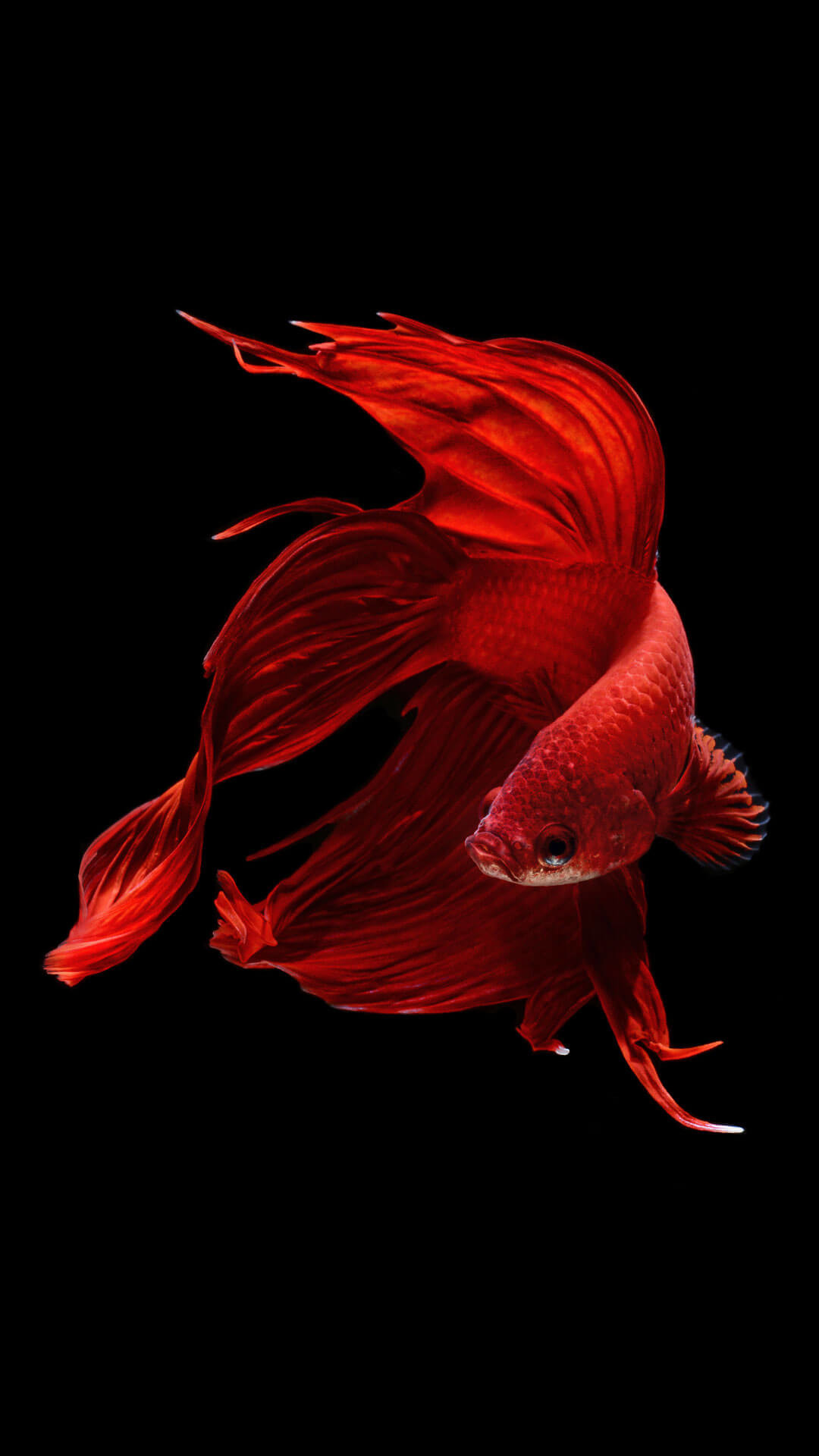 Betta Fish Iphone 6 And Iphone 6s Wallpaper Hd 
 Data - Iphone Fish Wallpaper Hd - HD Wallpaper 