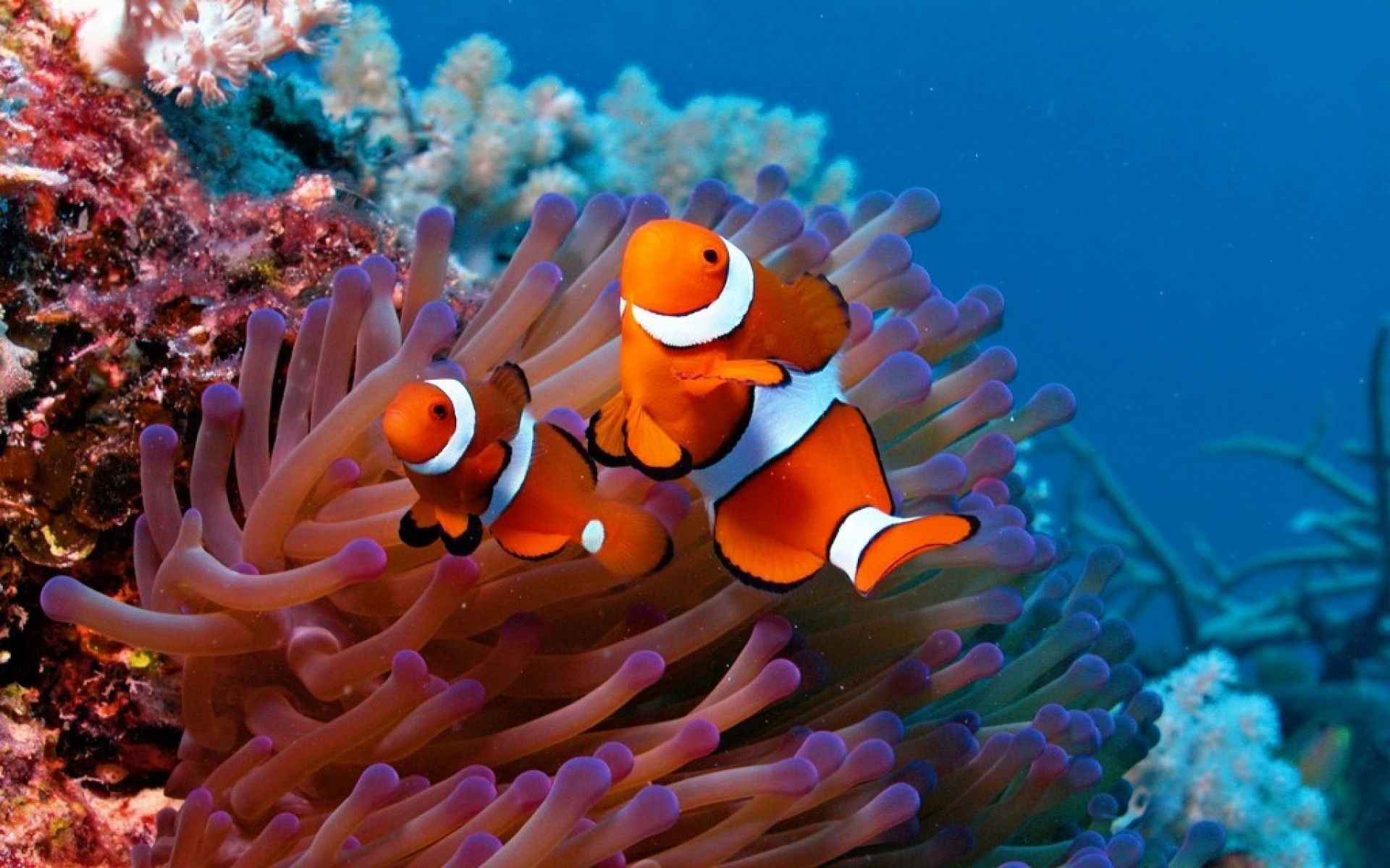 Fish Wallpapers Wallpaper 
 Data-src - Sea Life - HD Wallpaper 