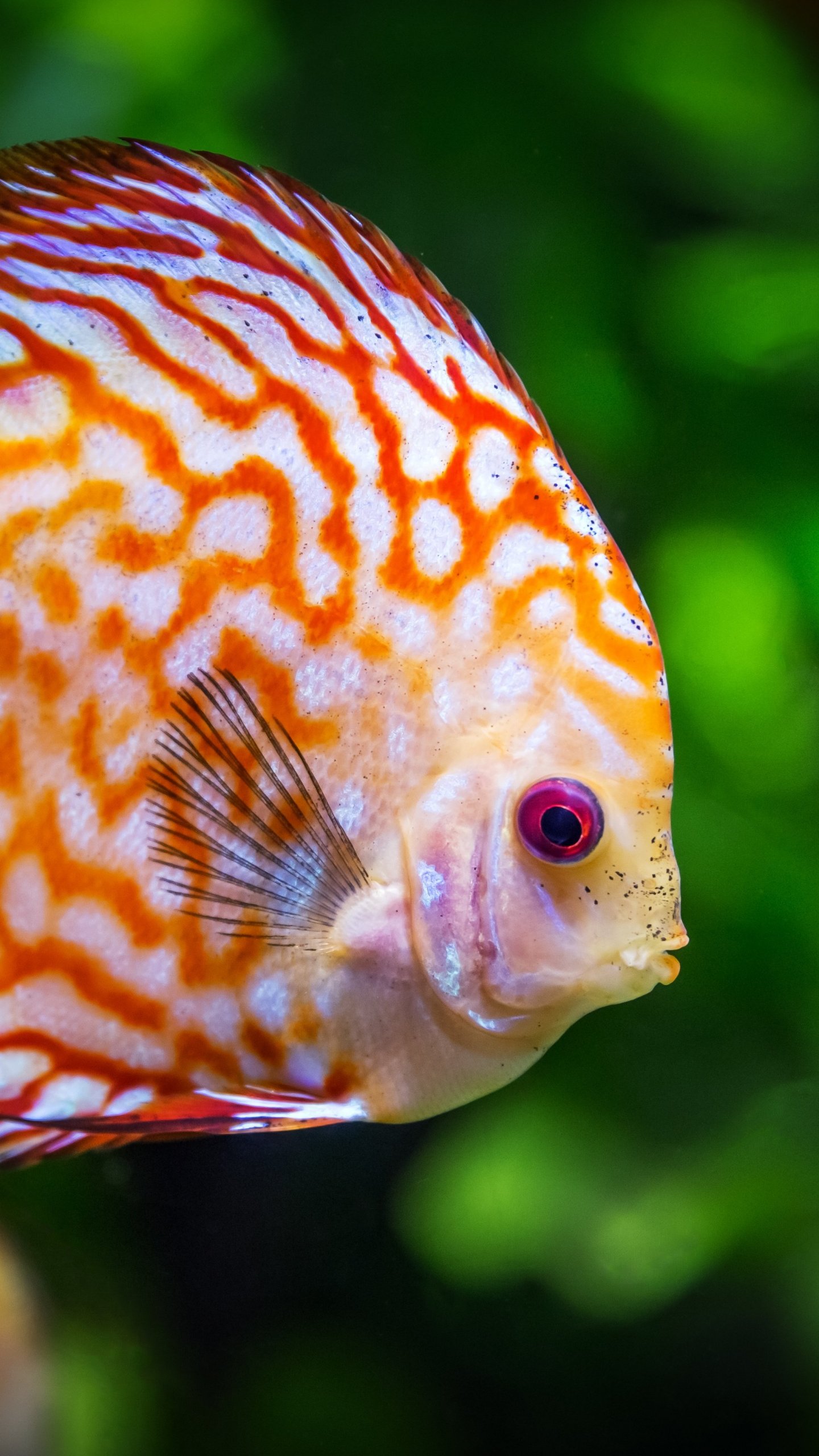 Discus Fish - HD Wallpaper 