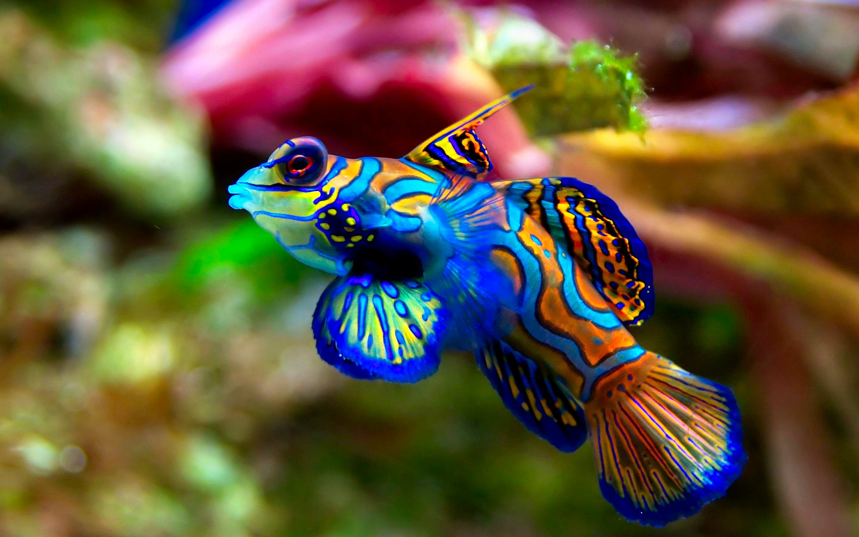 Hd Fish Backgrounds - 2960x1850 Wallpaper Hd Fish Backgrounds - 2960x1850 Wallpaper