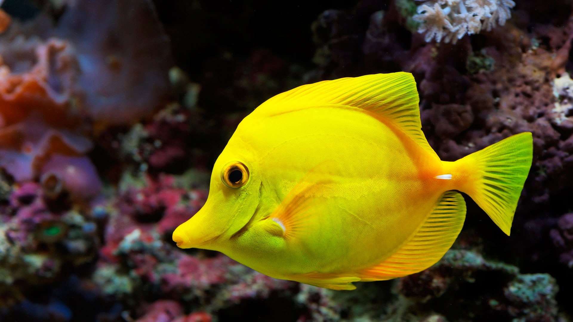 Nature Pictures Animals Fish - HD Wallpaper 