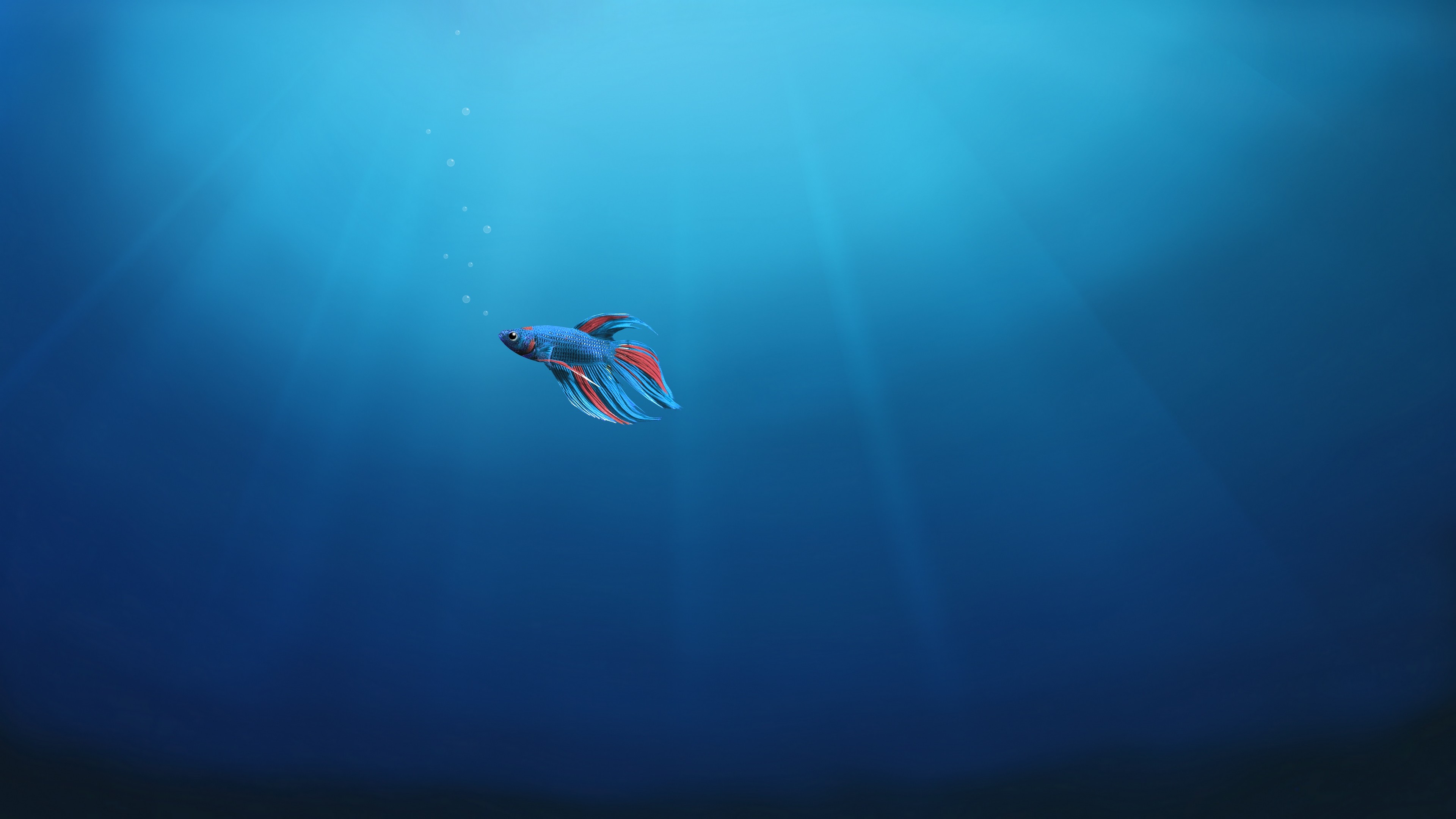 Windows 10 Wallpaper Fish - 1280x720 Wallpaper - teahub.io
