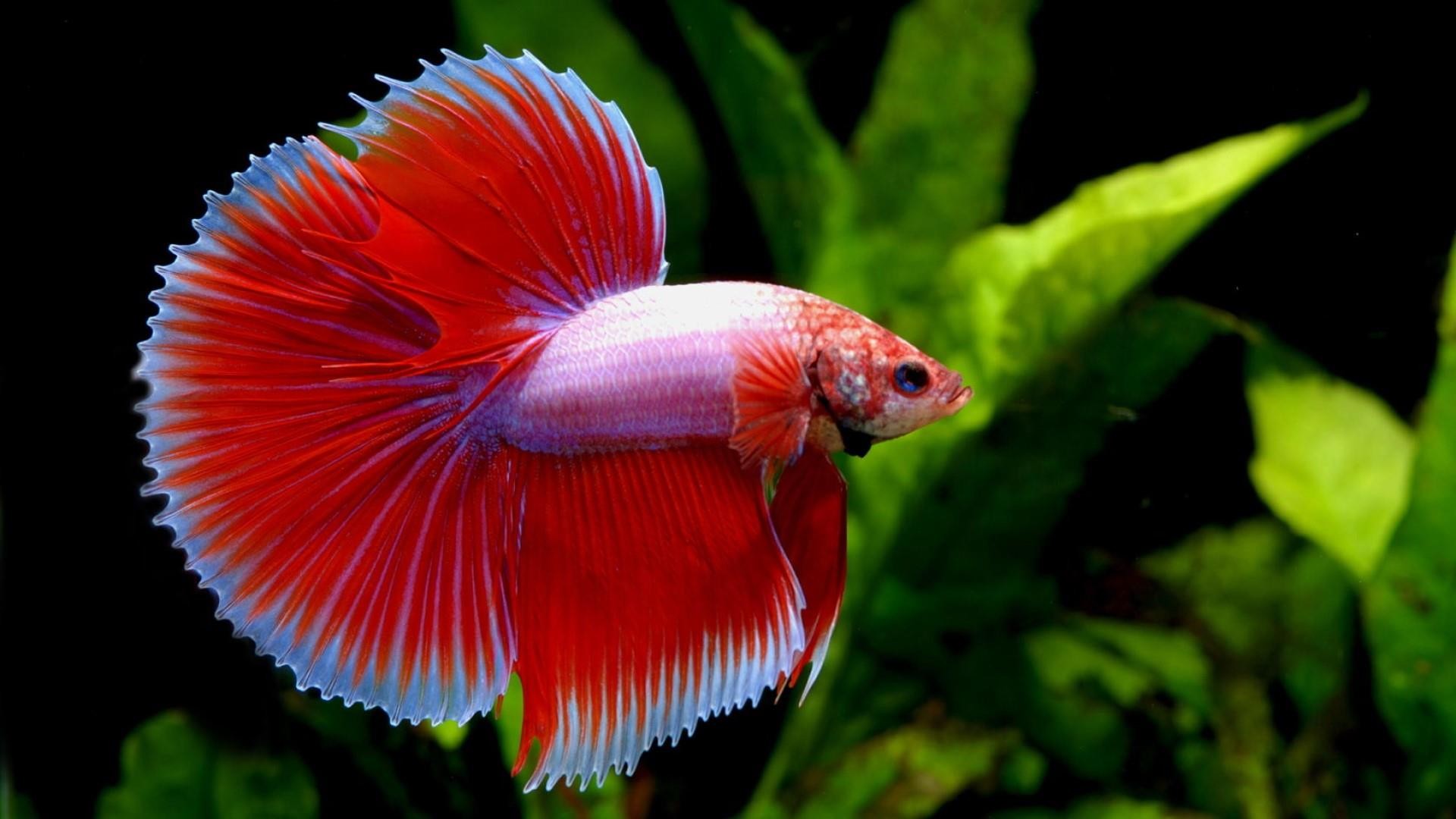 Download Data Src Full Size Red Fish Wallpaper - Fish Fighter Image Download - 1920x1080 Wallpaper Download Data Src Full Size Red Fish Wallpaper - Fish Fighter Image Download - 1920x1080 Wallpaper