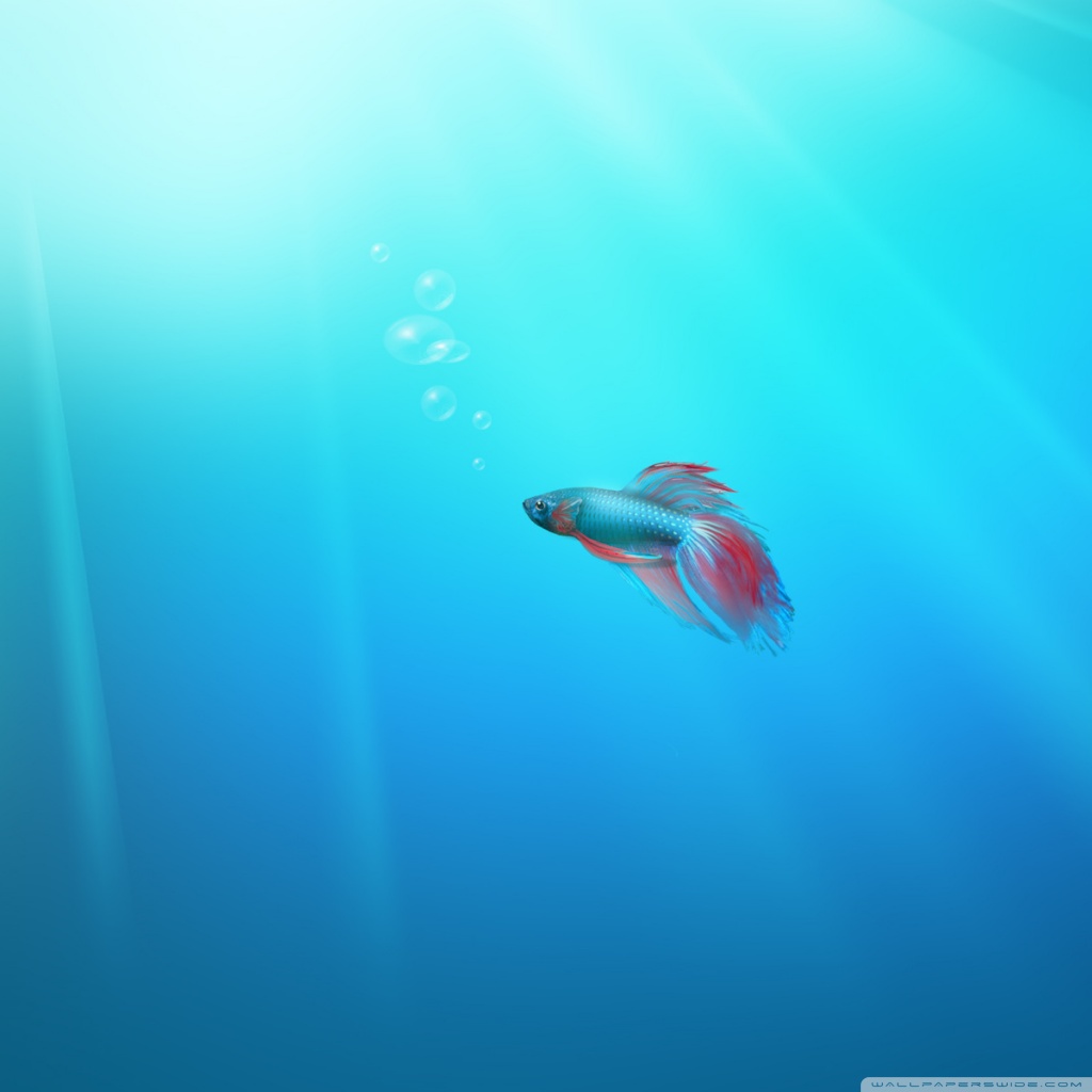 Windows 7 Blue Fish - HD Wallpaper 