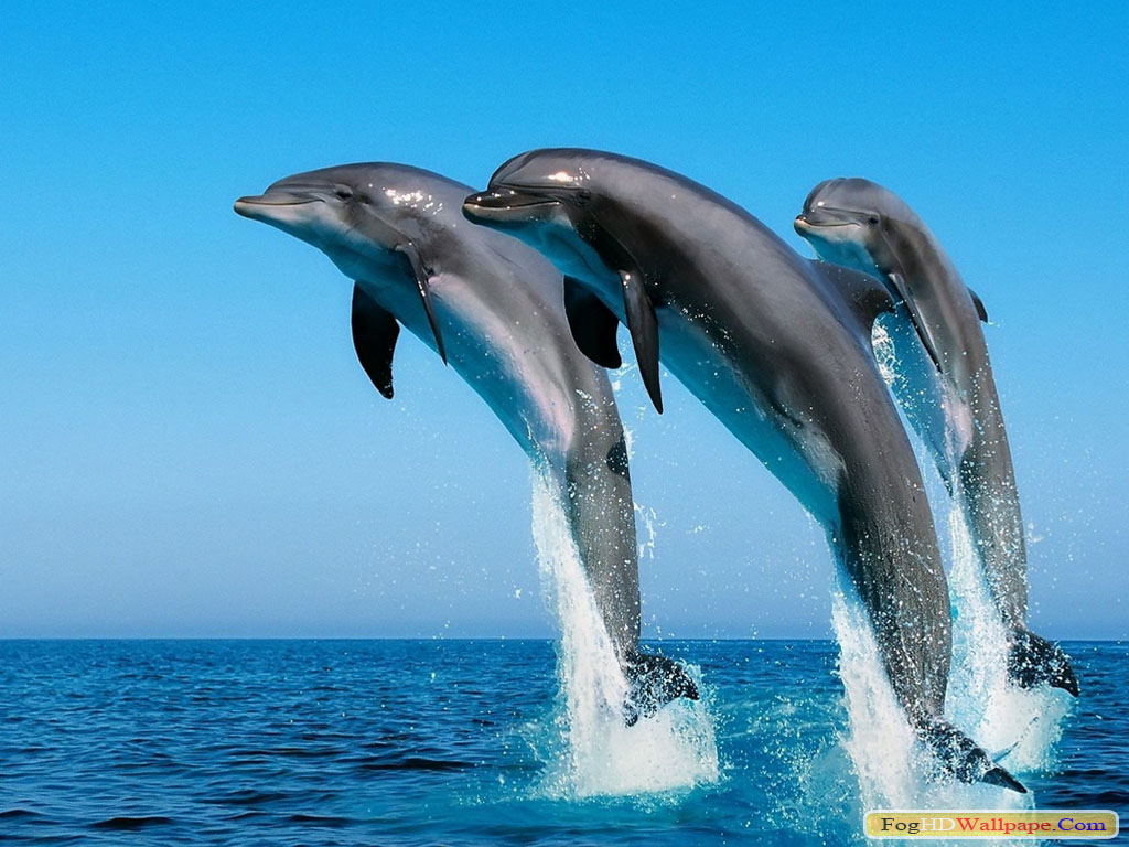 Dolphin Fish Hd Wallpaper - Dolphins So Long And Thanks For All - HD Wallpaper 