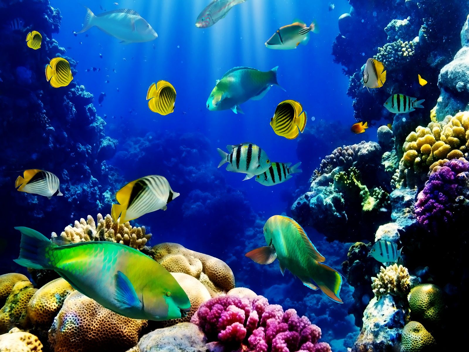 Hd Fish Tank Live Wallpaper Dowload Data-src /img/98667 - Live Aquarium  Wallpaper Hd - 1600x1200 Wallpaper 