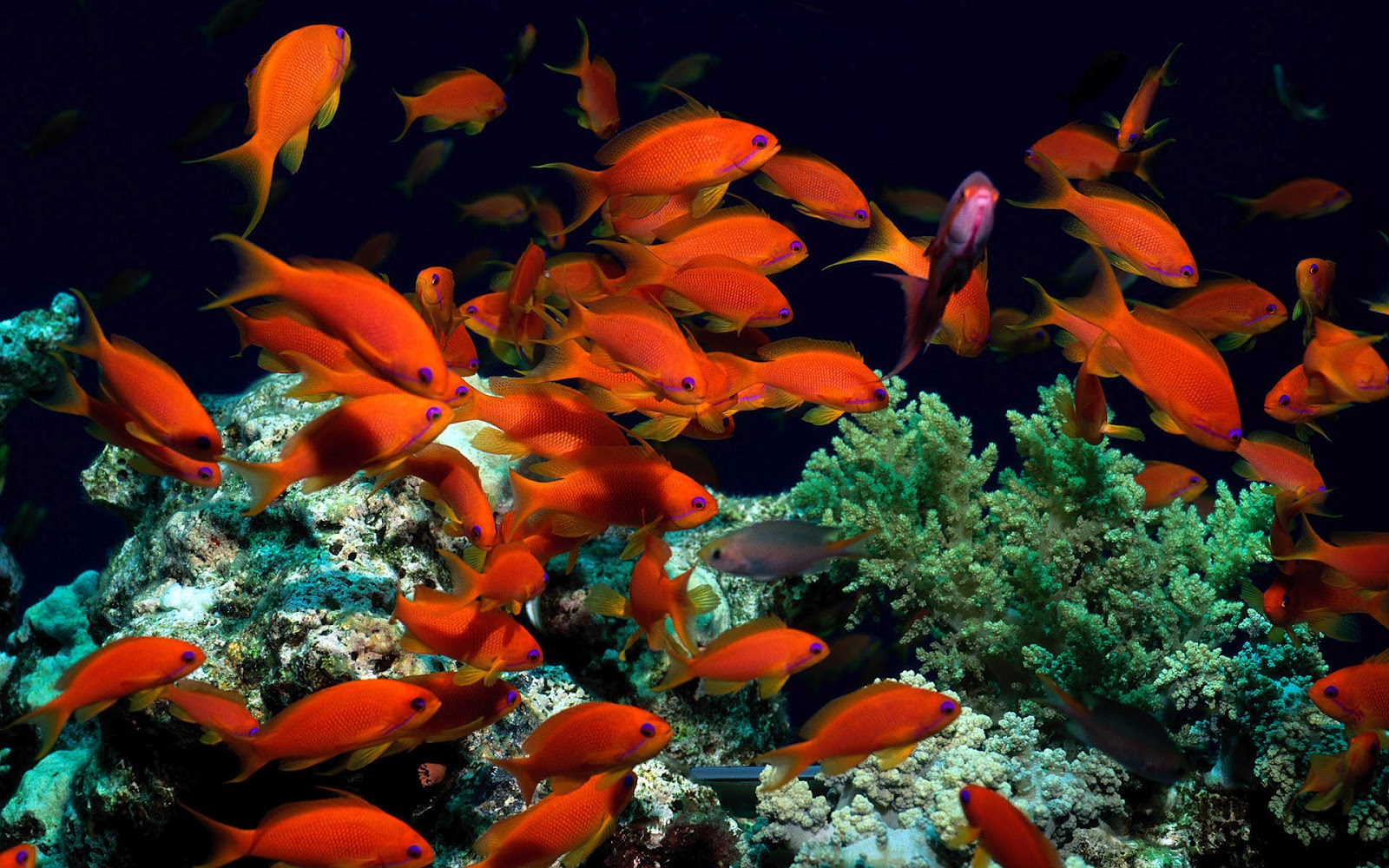 Live Fish Wallpaper - Orange Fish That Live In The Coral Reef - HD Wallpaper 