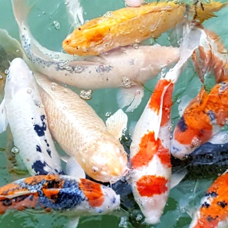 Koi Fish Wallpapers Beautiful Koi Fish Wallpaper Hd - Live Wallpaper Hd Free Download - 800x800 Wallpaper Koi Fish Wallpapers Beautiful Koi Fish Wallpaper Hd - Live Wallpaper Hd Free Download - 800x800 Wallpaper