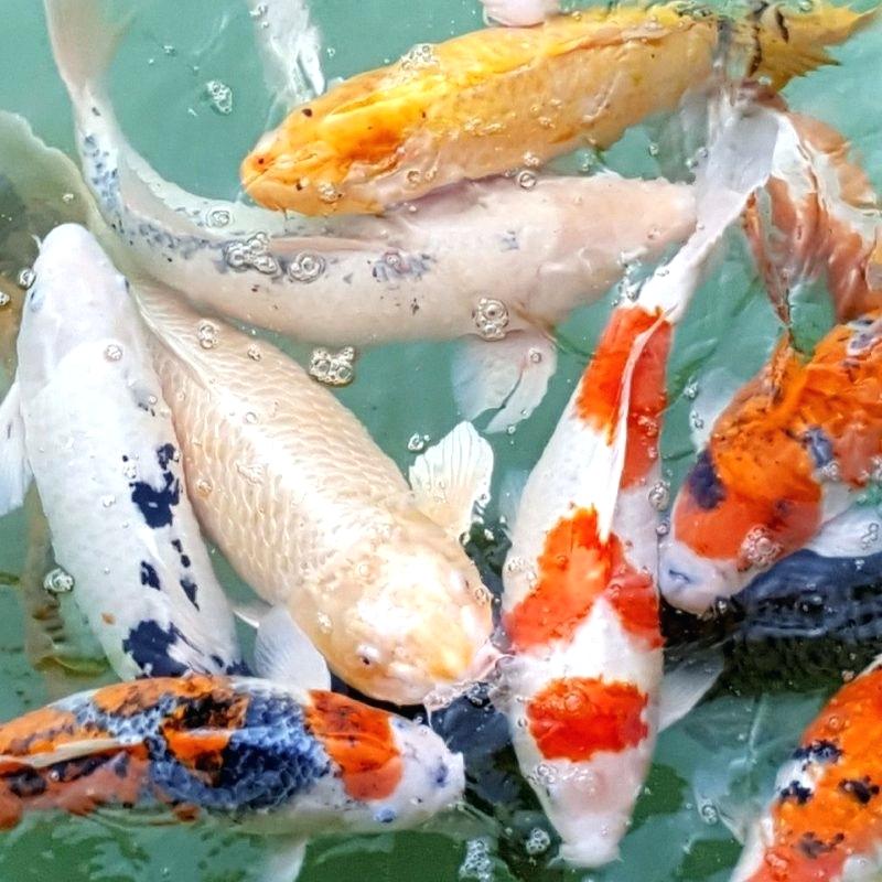 Koi Fish Wallpapers Beautiful Koi Fish Wallpaper Hd - Live Wallpaper Hd Free Download - HD Wallpaper 